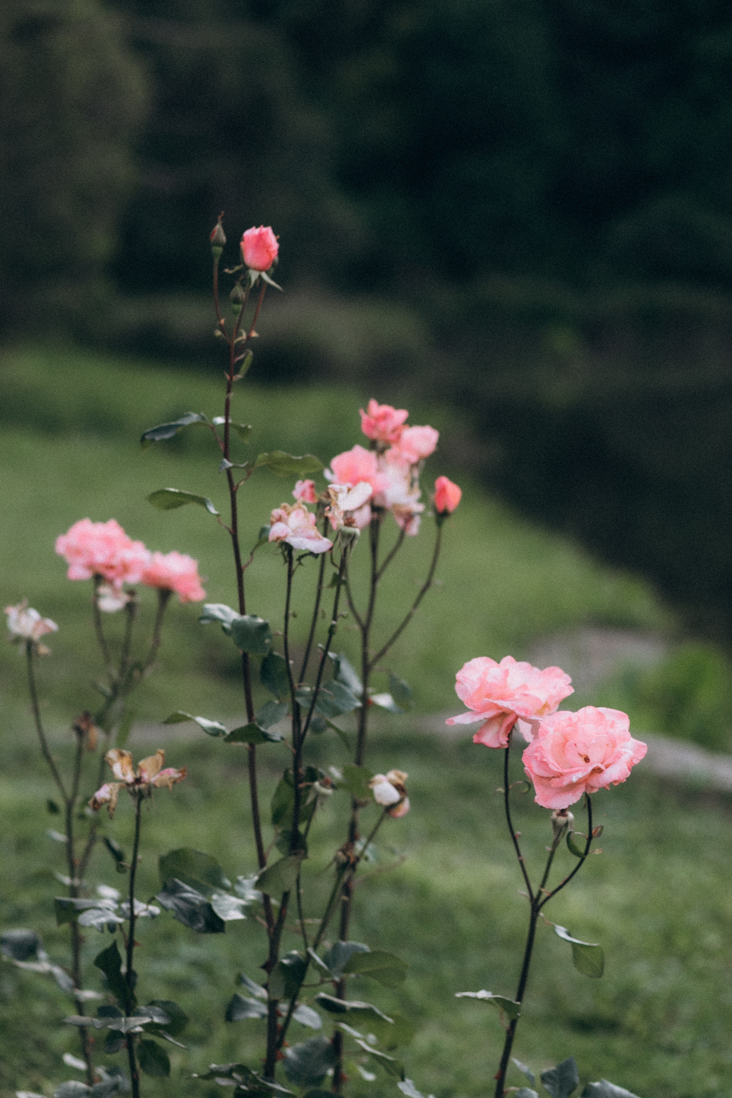 Doce espera. Lídia Cabral Fotografia | Fotógrafa de casais e famílias em Gramado RS