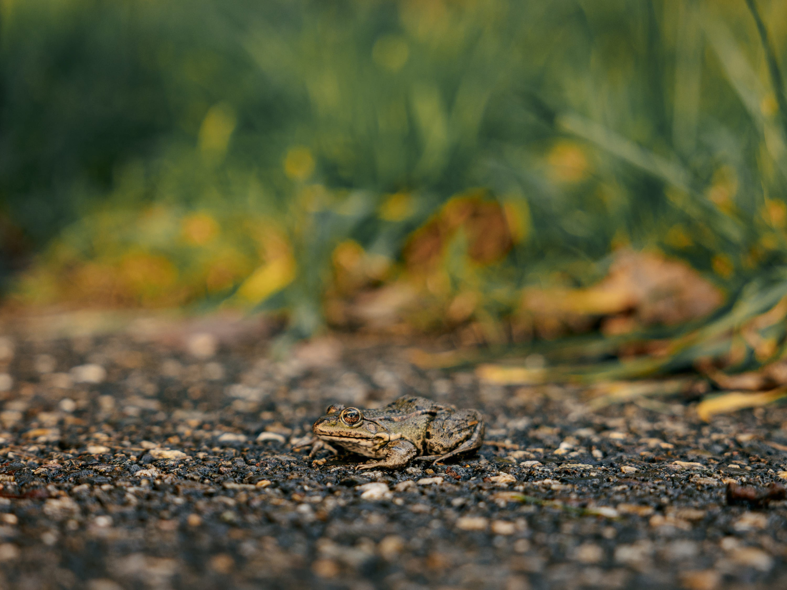 Pet Photoshoot in Spijkenisse | Rotterdam. Romantic & Soulful Photography by Natalia Olhova in Rotterdam