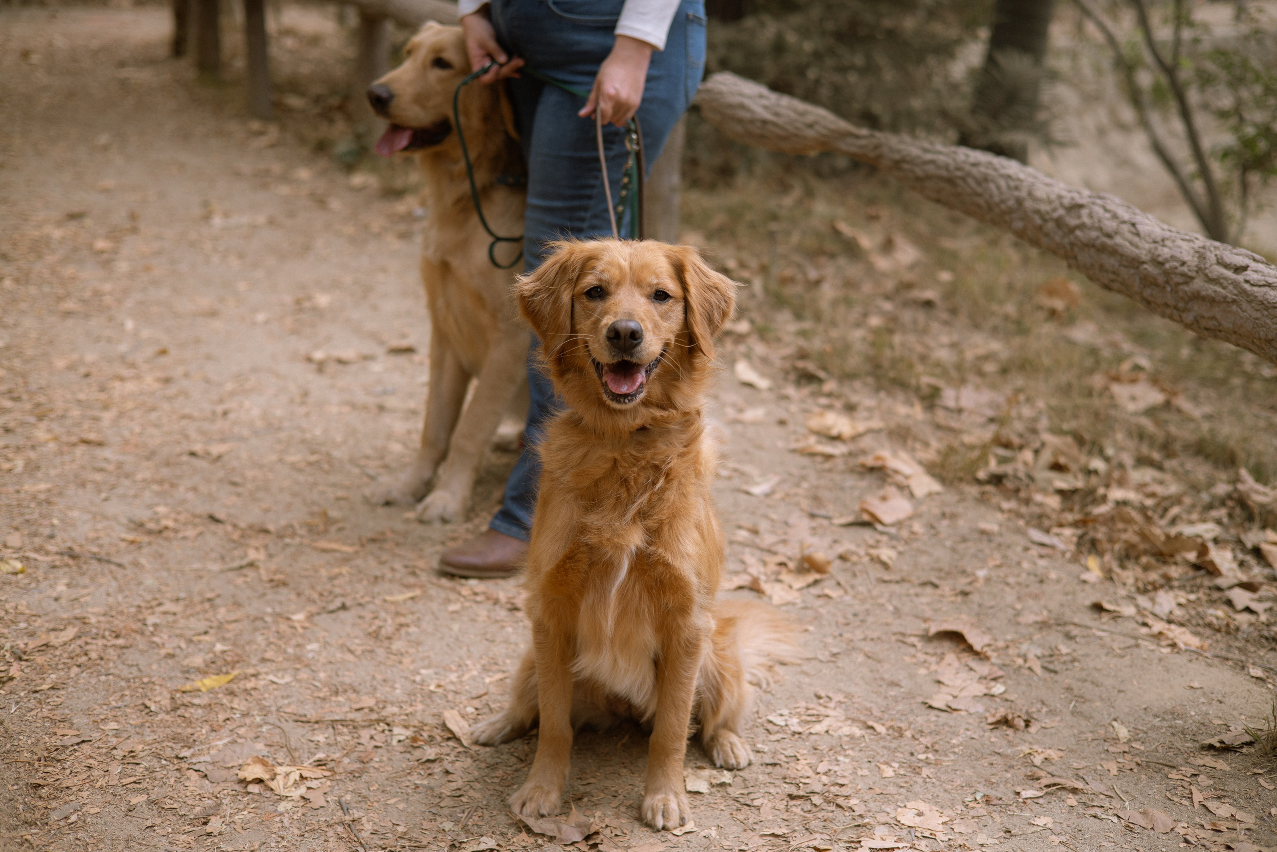 Briana, Denali & Stoeger. Photographer in Los Angeles. Julia Ishmuratova