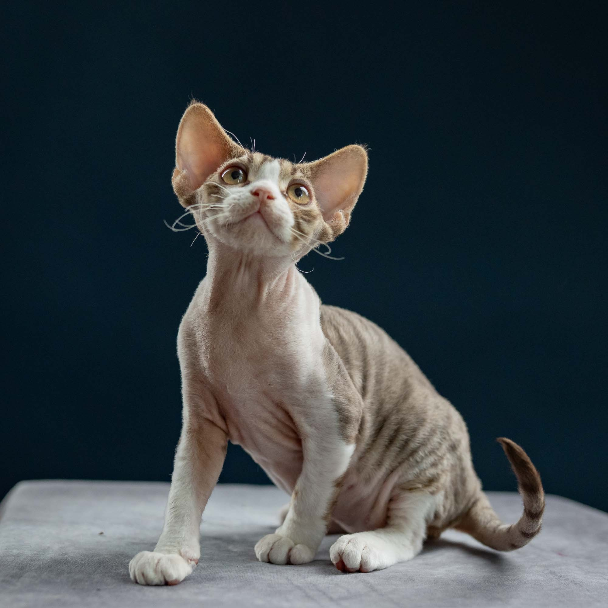 Hugo, boy, born 04.20.25. Devon Rex Pixie Cattery