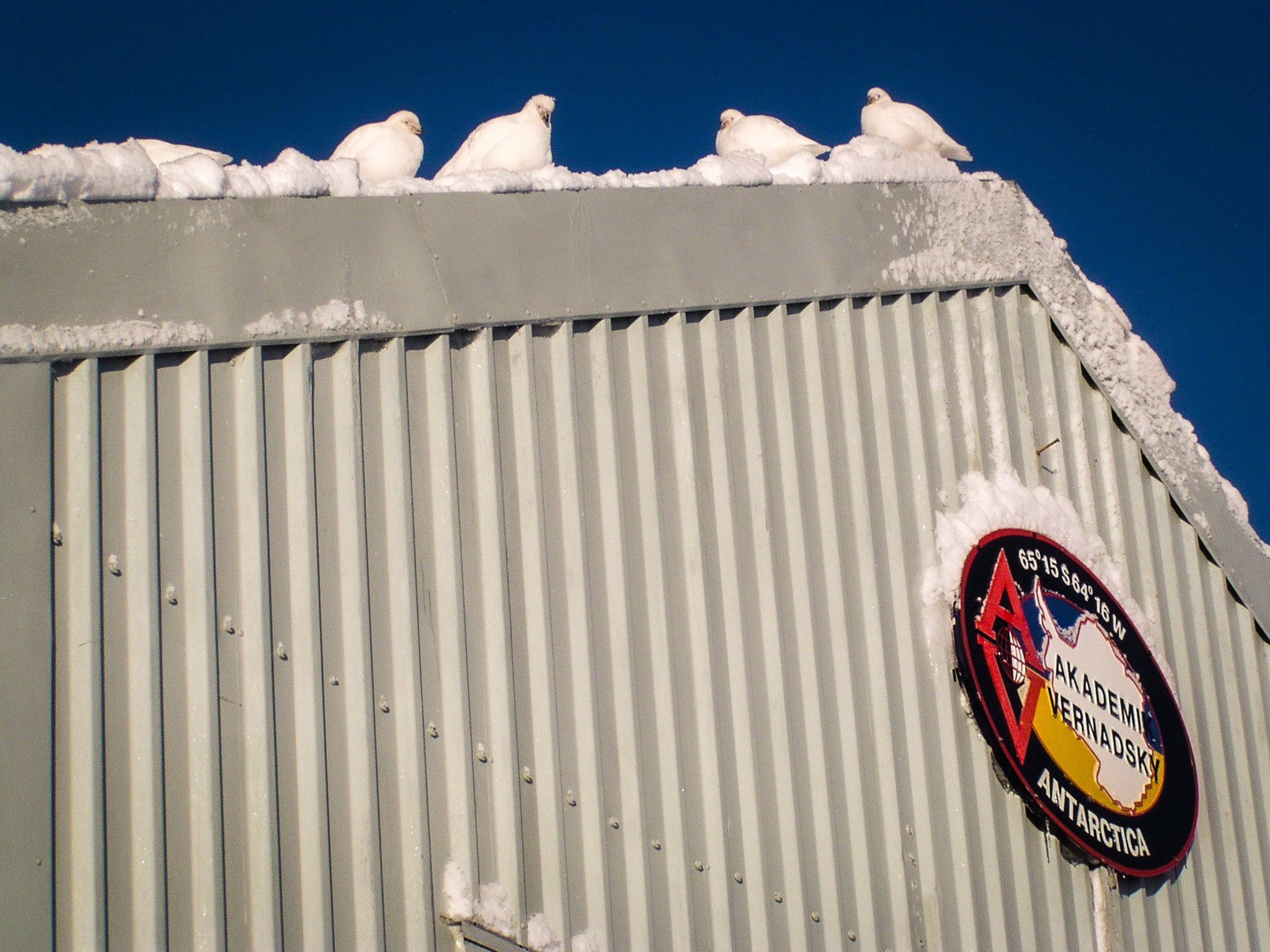 ANTARCTICA / 2004. Reportage concert portrait photography in the San Francisco Bay Area