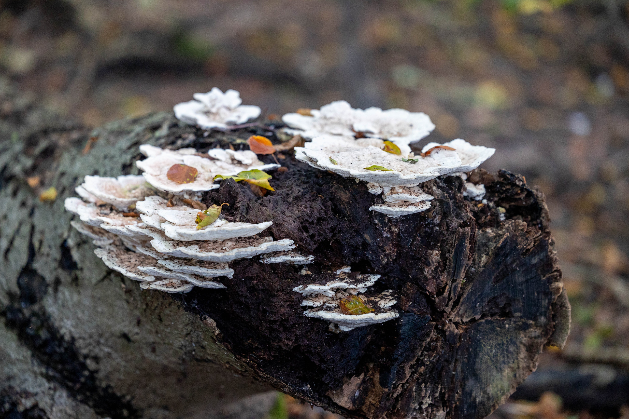 Efterår. Fotograf Aarhus | Portrætfoto Århus | Flotte billeder