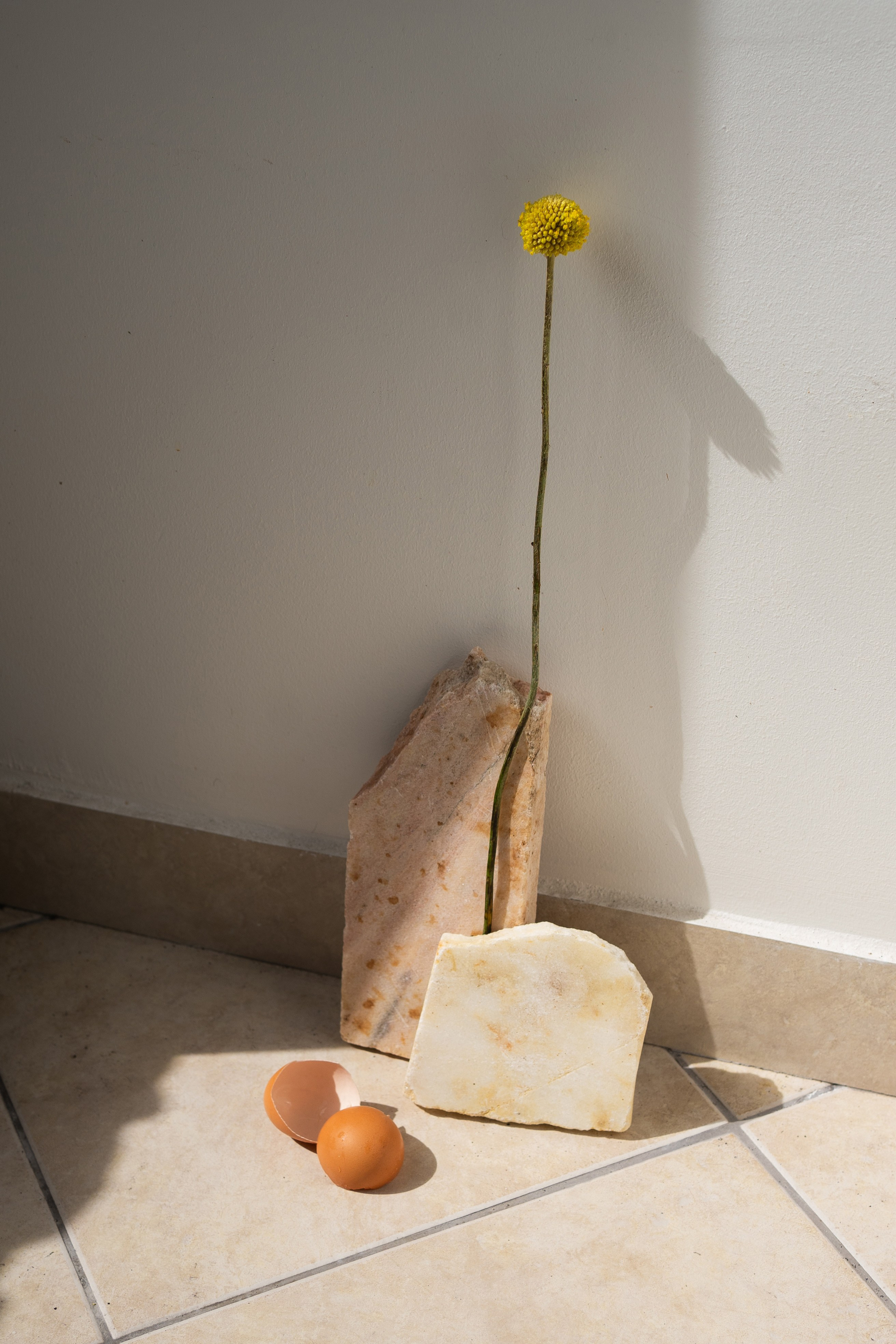 A composition with eggshell, marble, and dried flower. An eggshell is lying on the ceramic floor next to two flat pieces of marble. A yellow thin round dried flower stands in the center. The scene is lit by daylight.