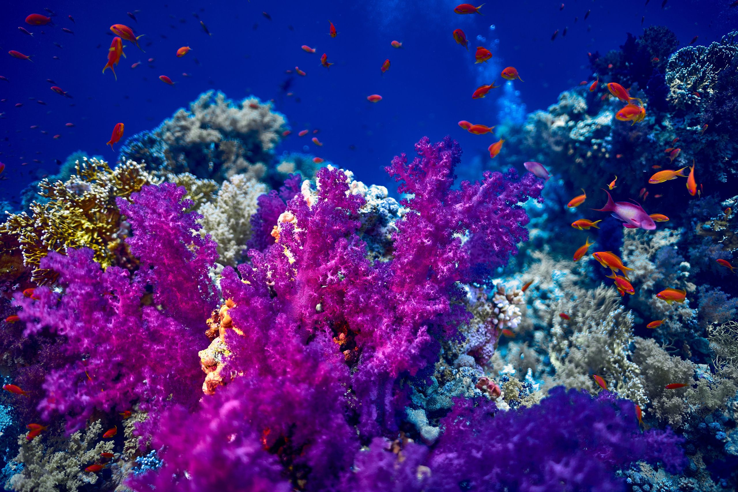 Mieszkańcy mórz. Andriej Szypilow — Photography & Videography