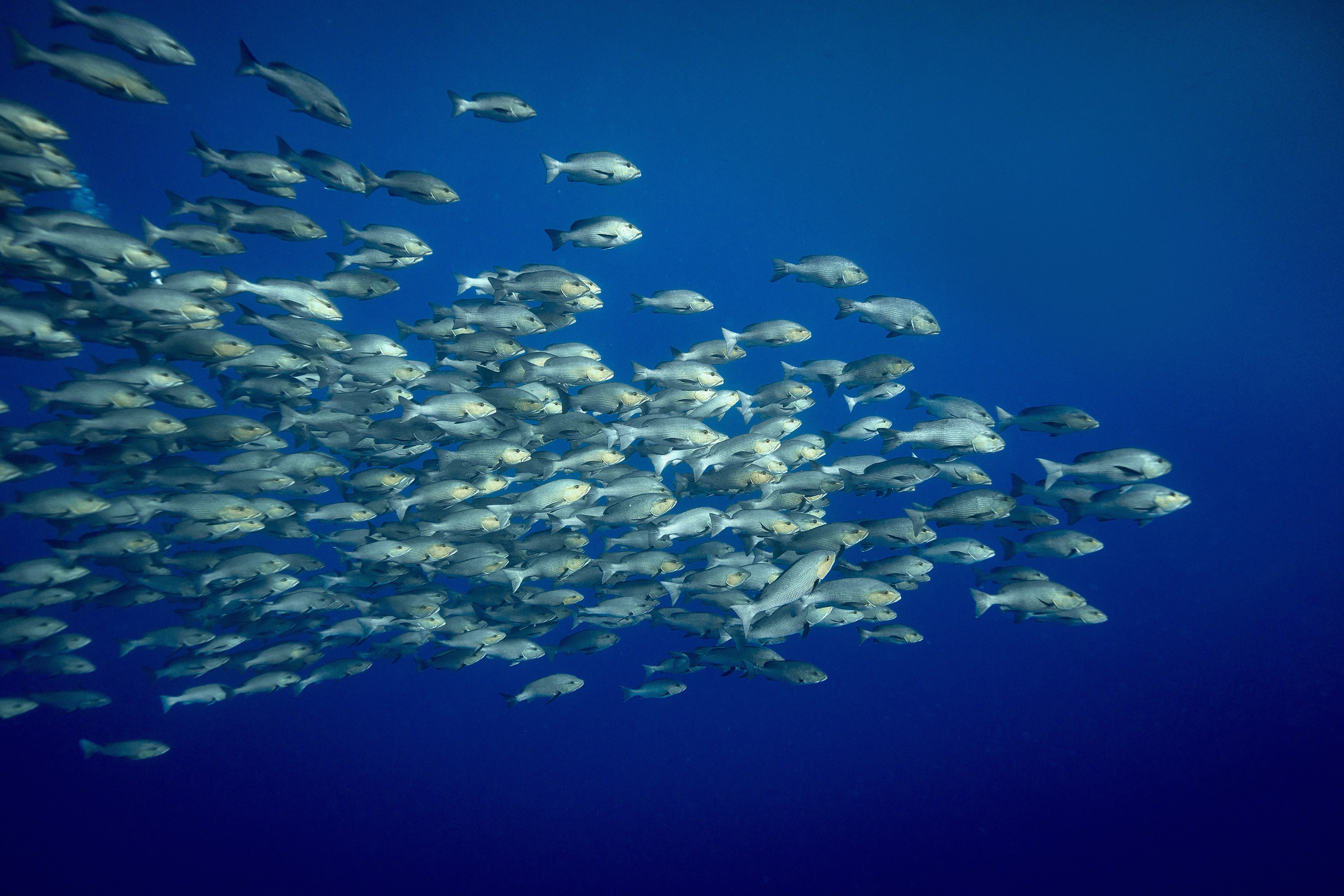 Mieszkańcy mórz. Andriej Szypilow — Photography & Videography