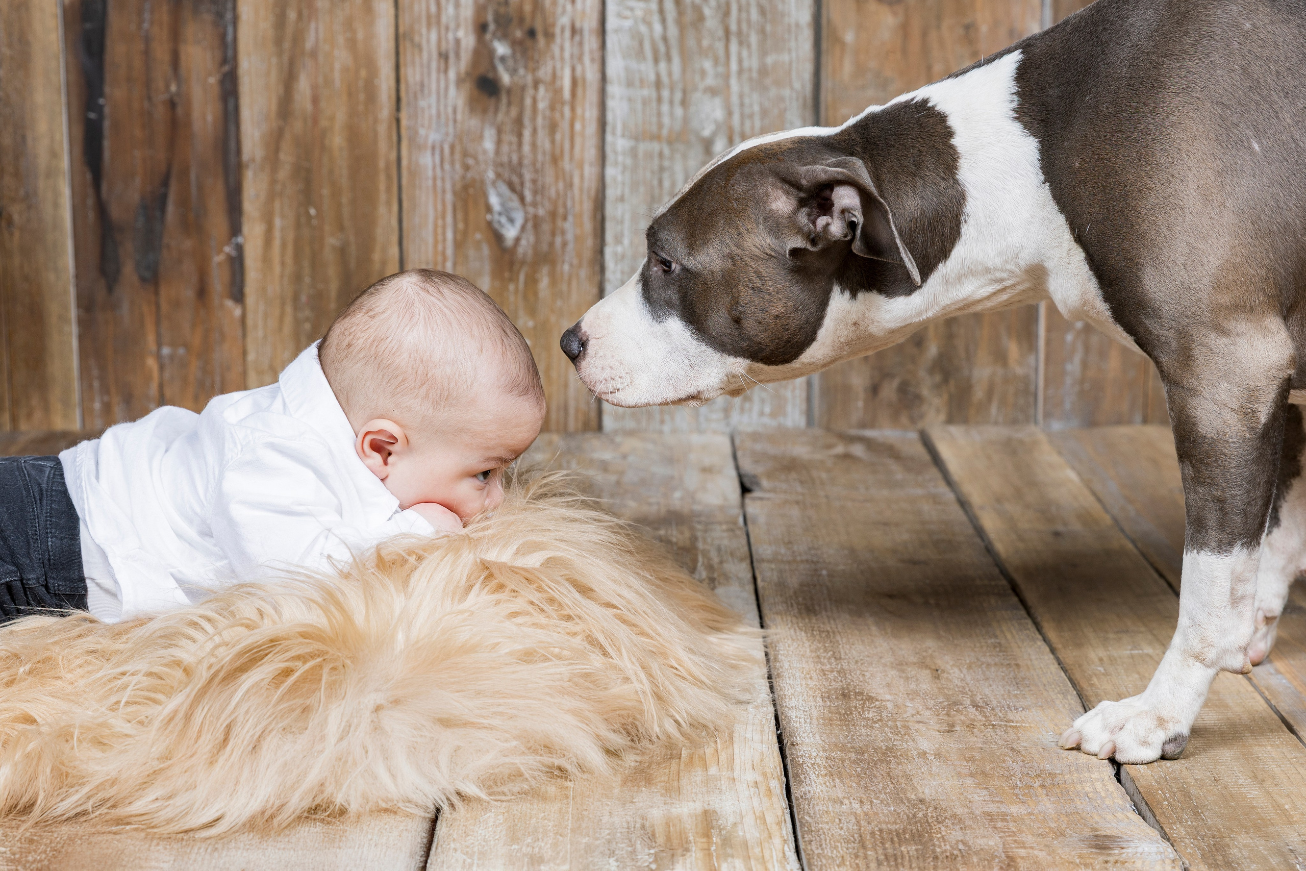 Fotografía de Mascotas en Madrid - Rainbox. Rainbox Estudio de Fotografía