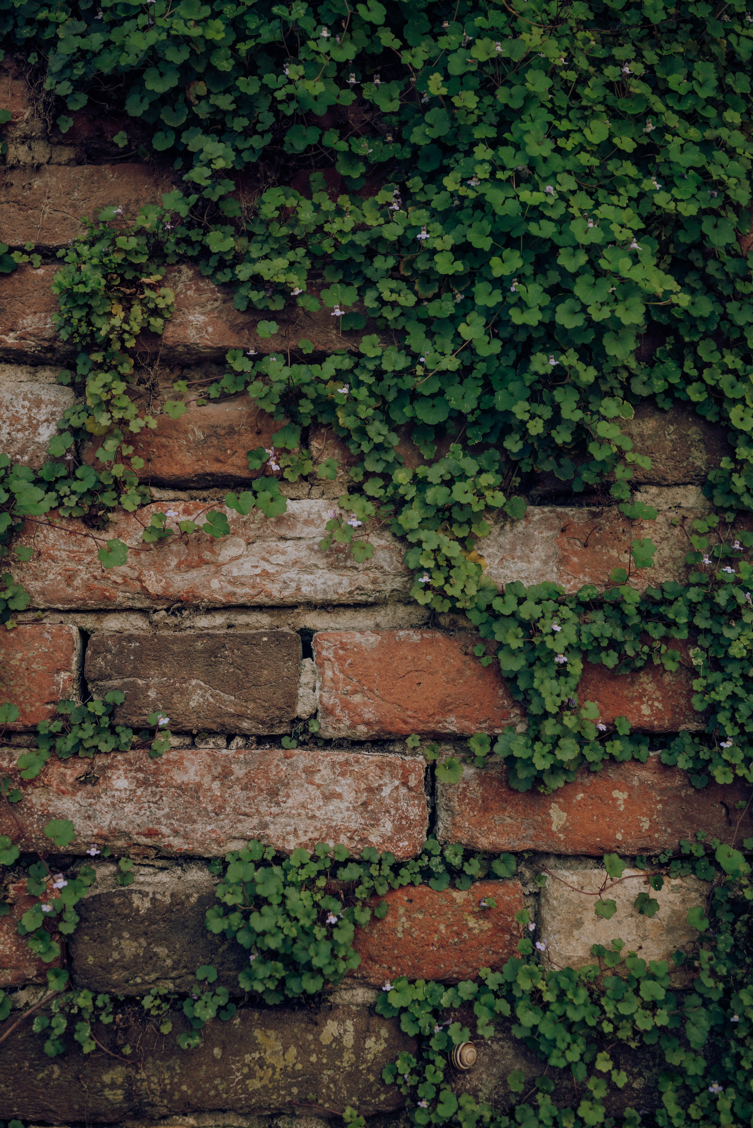 J.R.V. Семейный фотограф. Сербия. Нови-Сад. Белград