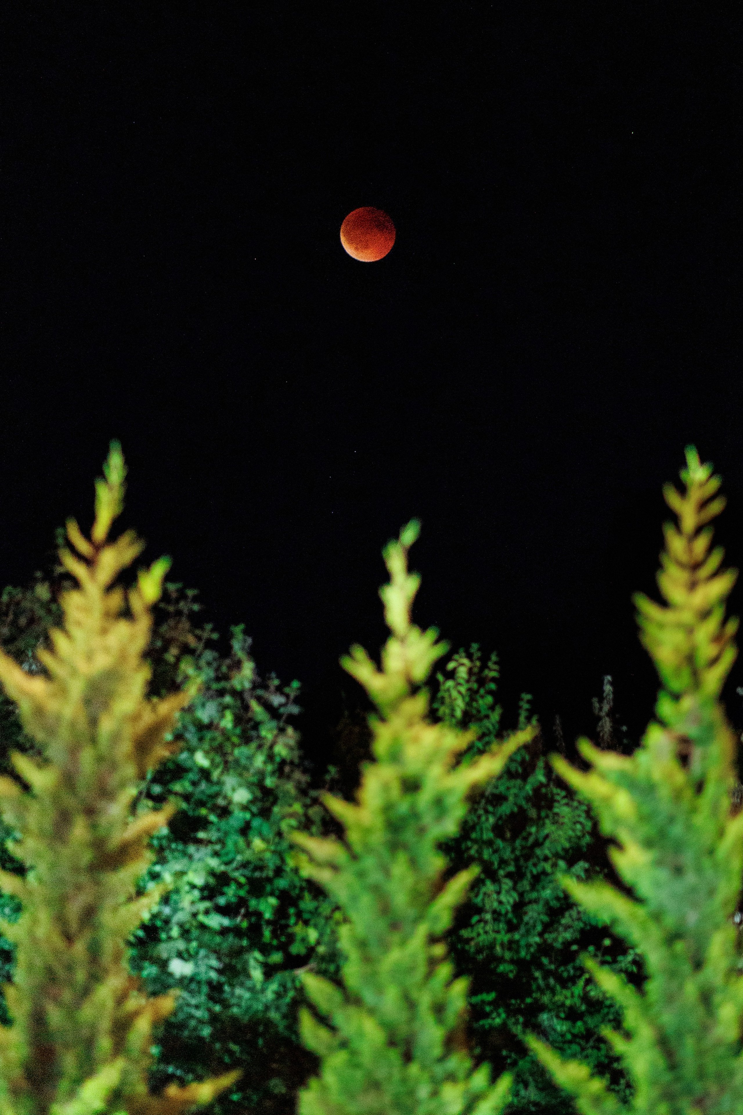 Dragoste povestită de noi. Servicii Foto Video în Chișinău și Europa ID-Brothers