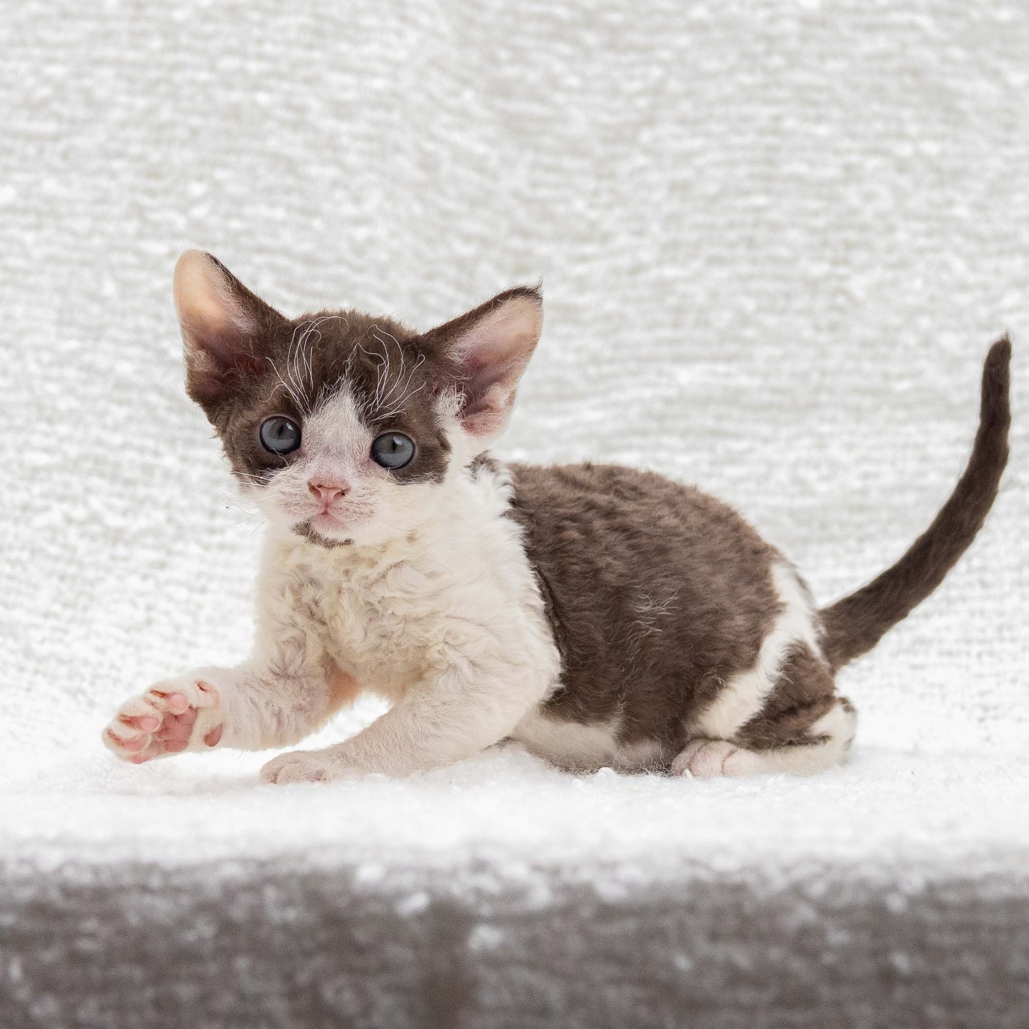 Henry,  boy, born 04.20.25. Devon Rex Pixie Cattery