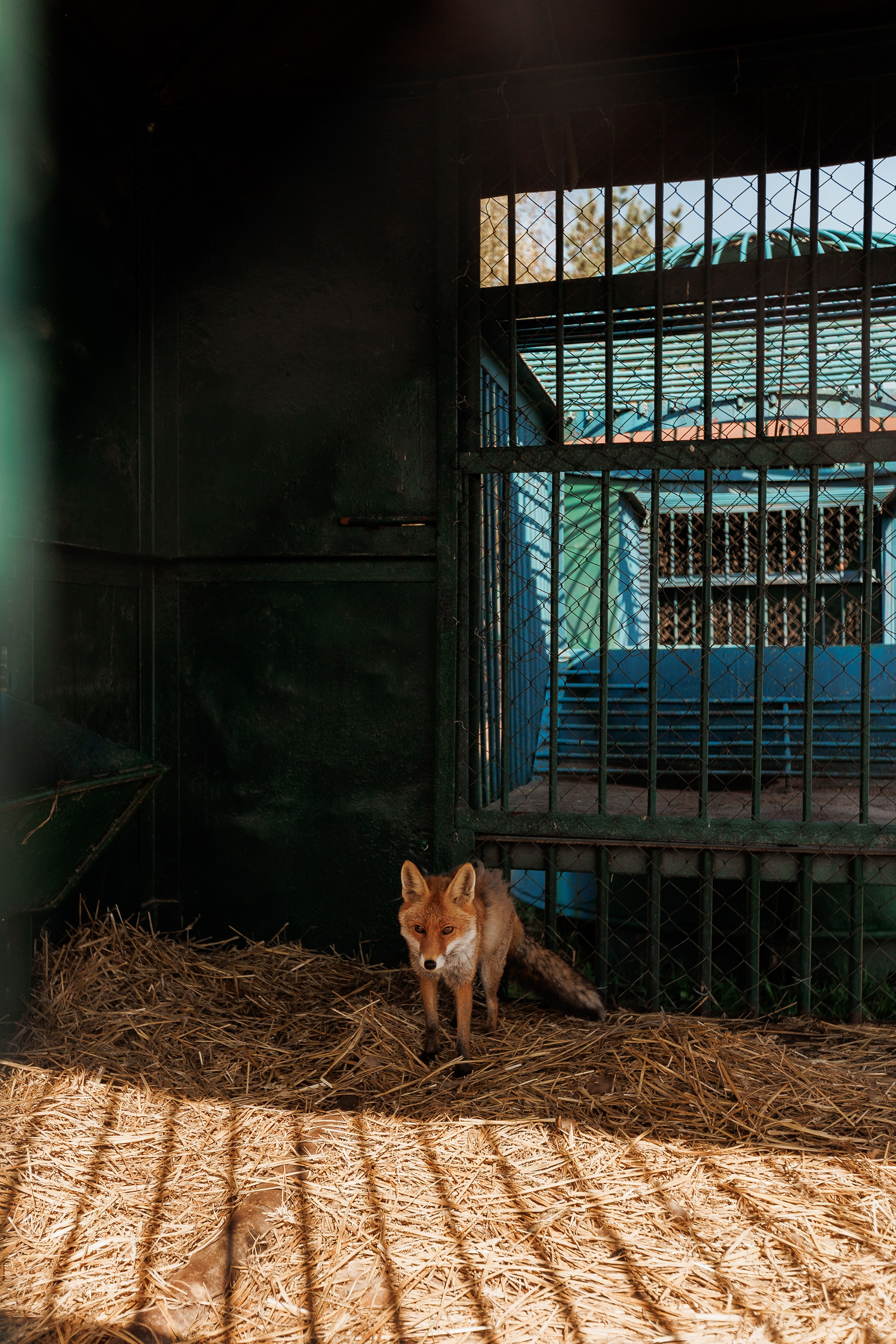 Екопарк Аміла. Ірина Терещук