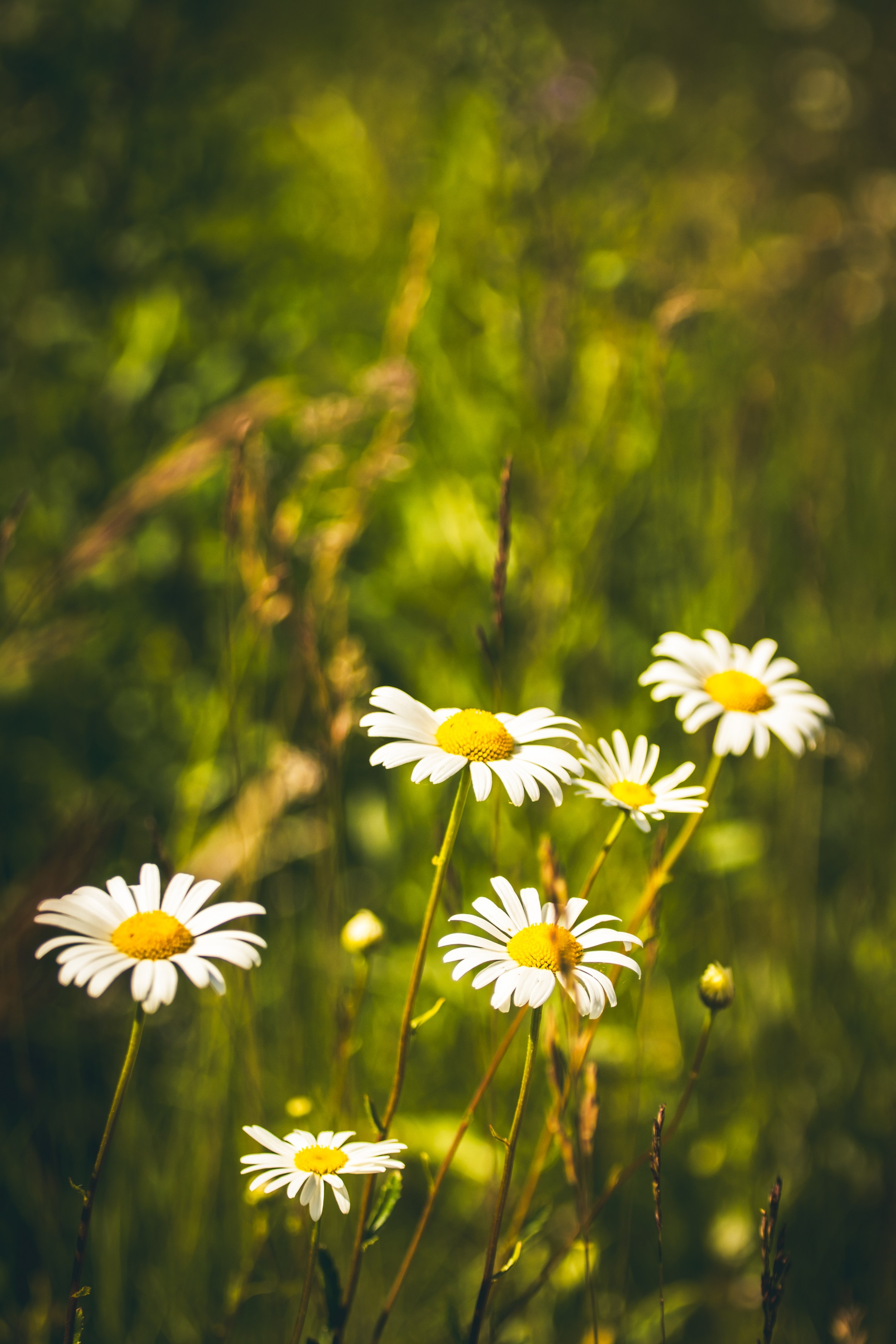 Jalgrattasõit ümbruskonnas. Nebula 25 — Fotod teie hingele