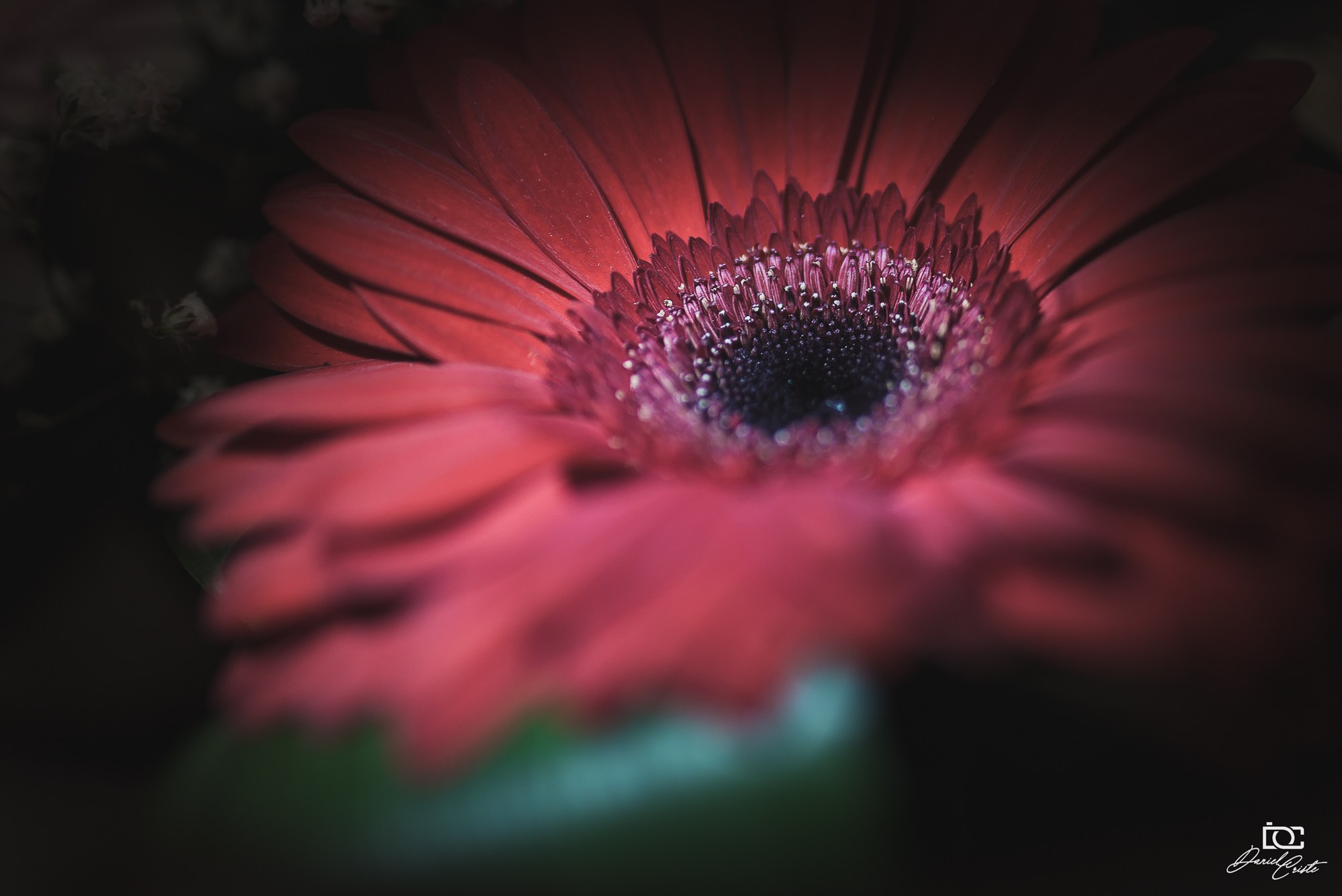 Peisaj /natura. Daniel Criste Fotograf