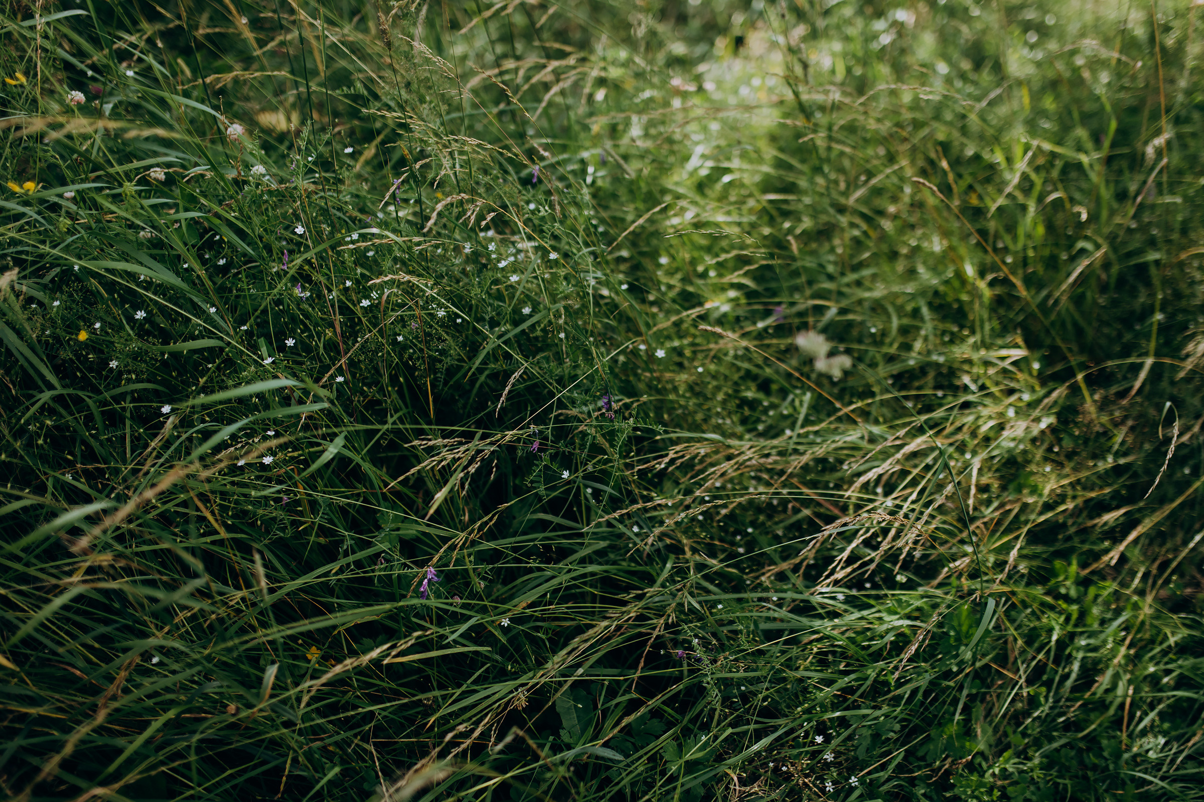 Kristina ir Dainius | 2022 | FOOD IN THE WOOD. Vestuvių ir šeimų fotografė Lena Bondarenko / belove photo