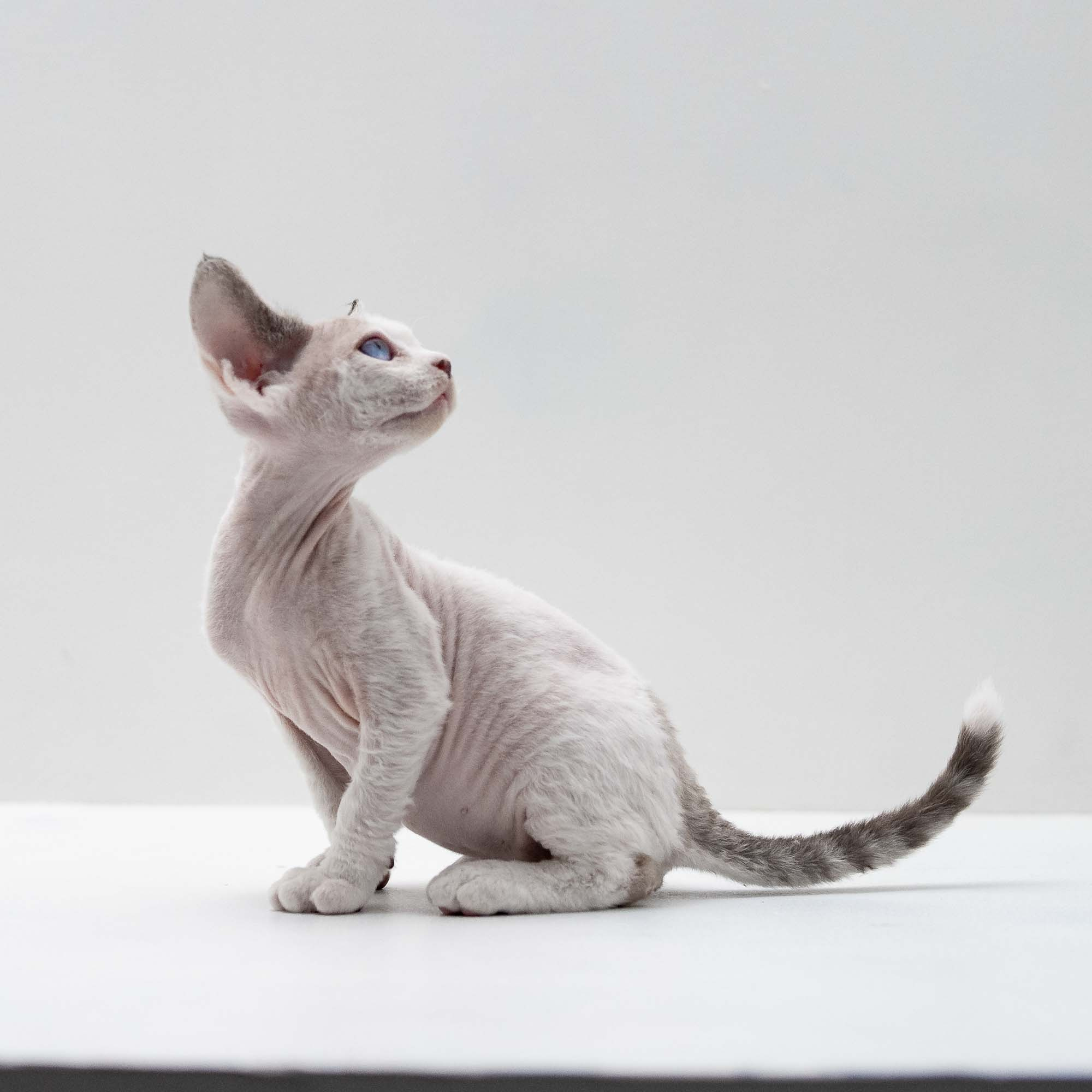 Frosttip, boy, born on 01.01.25. Devon Rex Pixie Cattery