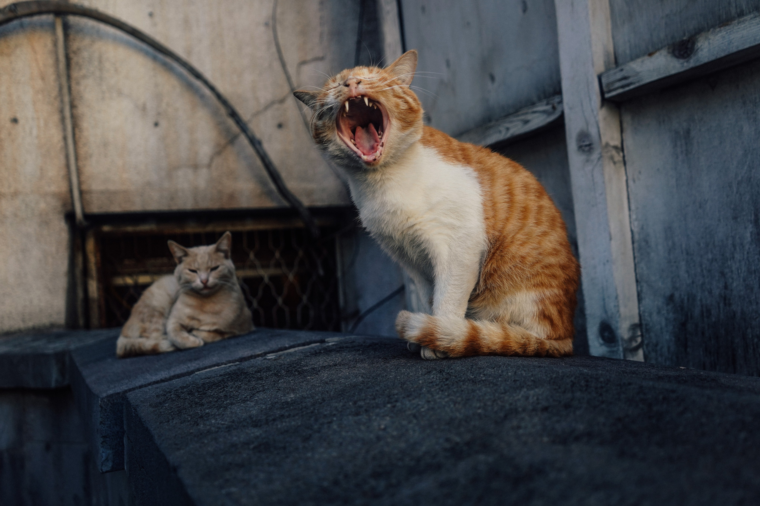 Кот шпедингера. Стрит-фотография, полная абсурда, идиотизма и красоты