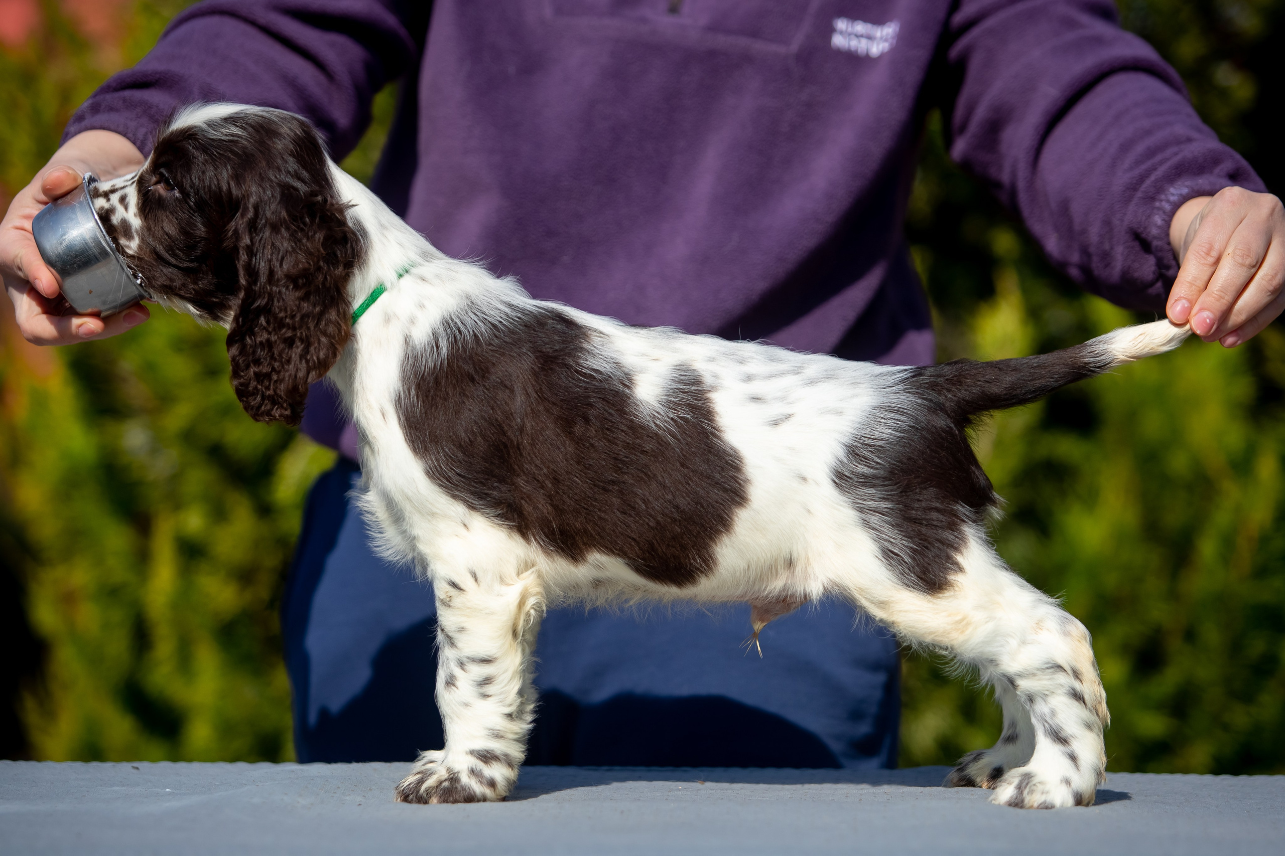 Male — Green collar 💚. Website of the titled stud dog of the Springer Spaniel breed