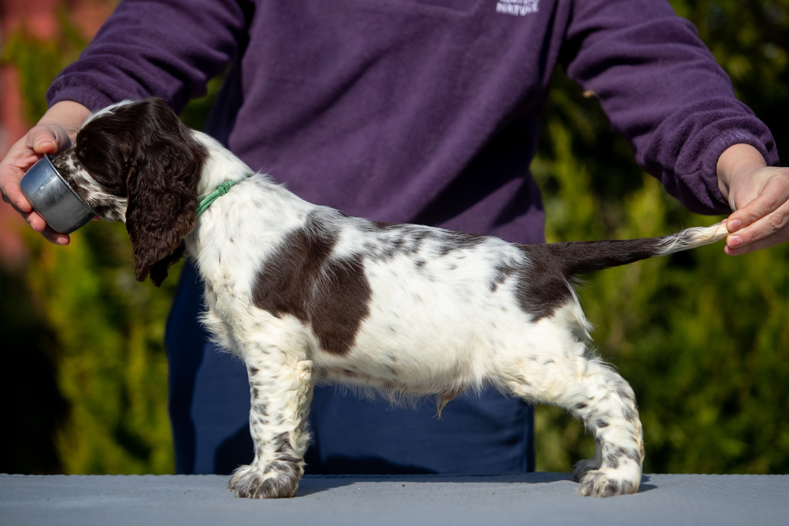 Male — Blue collar 💙. Website of the titled stud dog of the Springer Spaniel breed