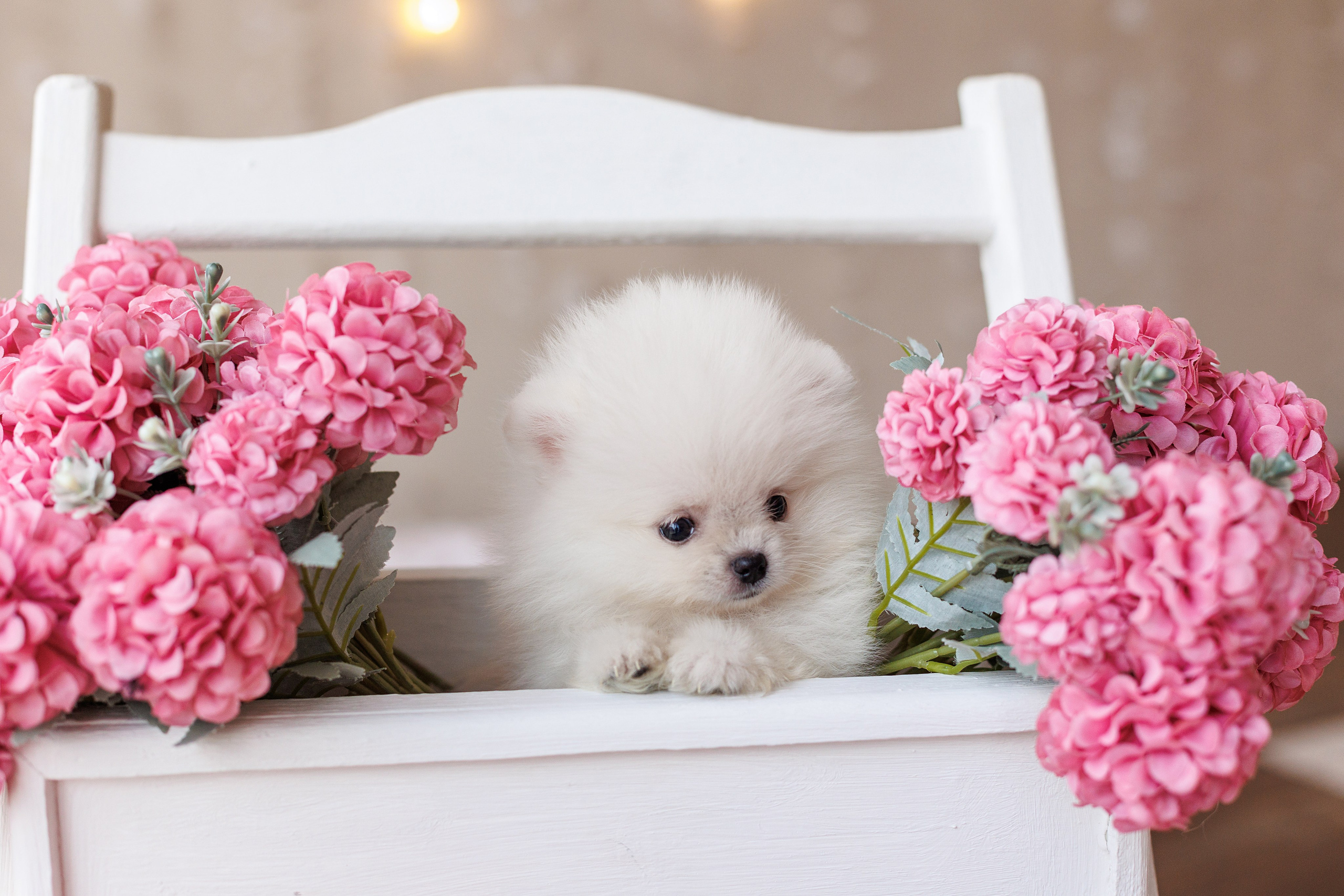 Pomeranian puppies. Семейный фотограф в Кишинёве Пулькина Ольга