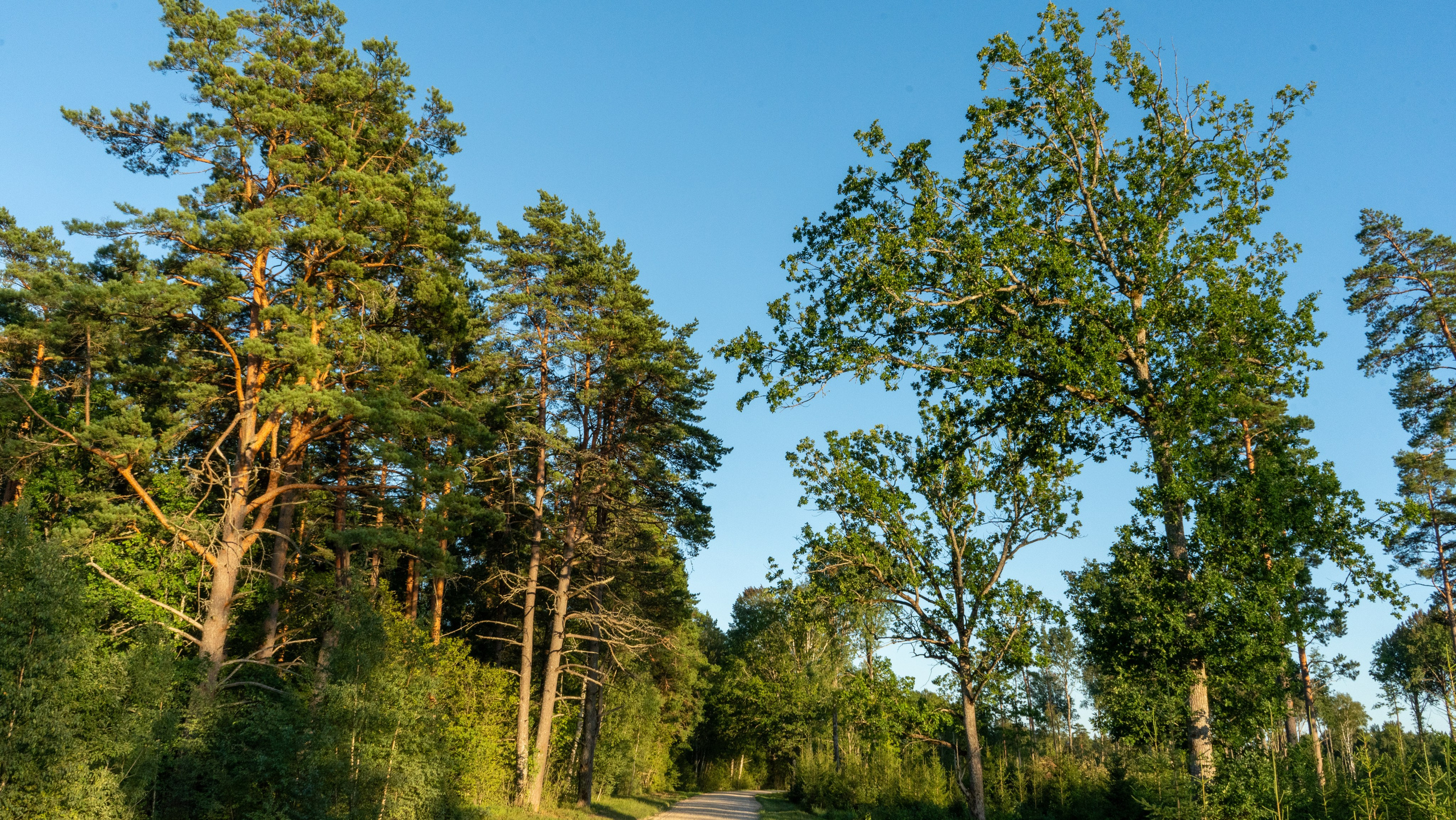 Whispers of Estonia. Photography | Videography | Marketing