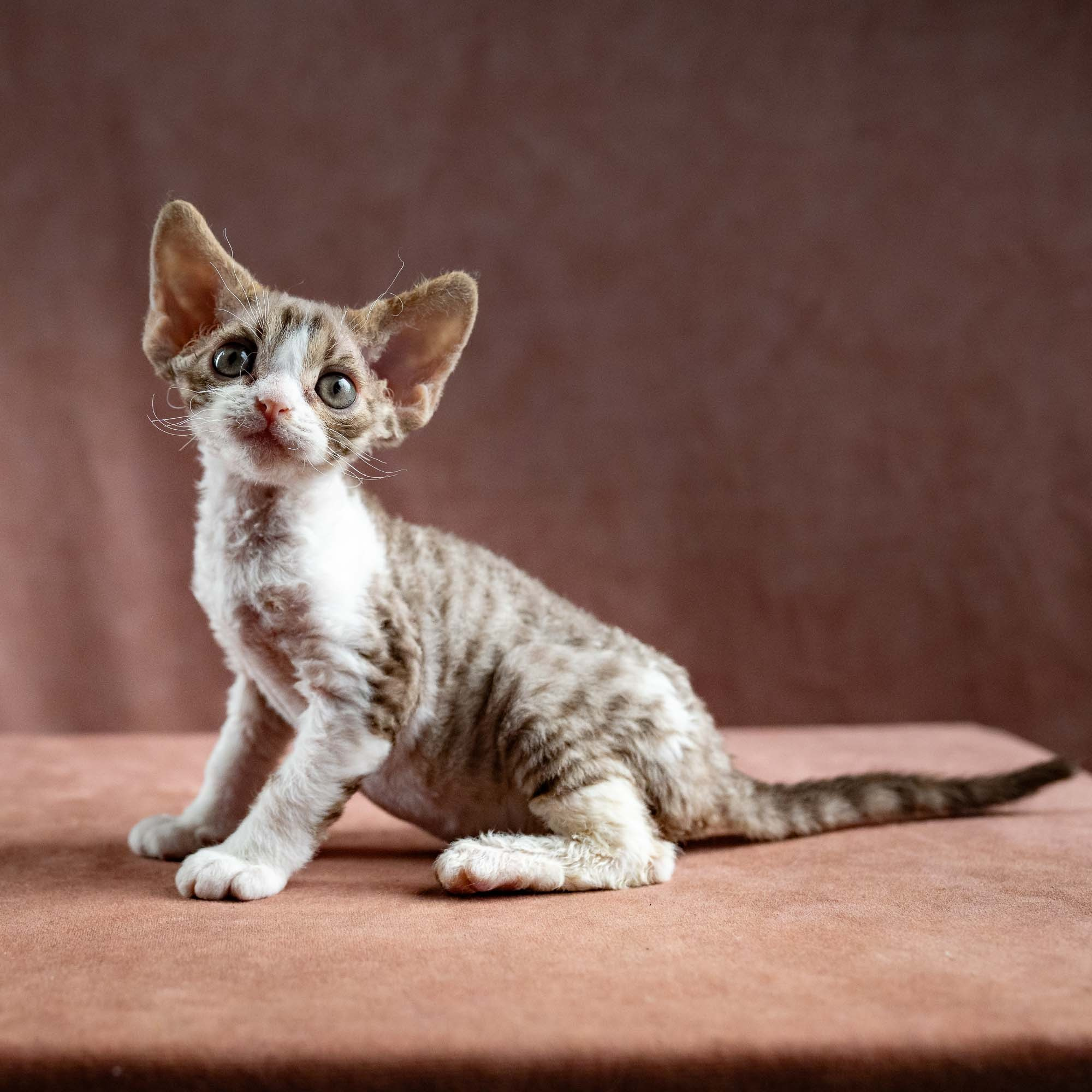 Hugo, boy, born 04.20.25. Devon Rex Pixie Cattery