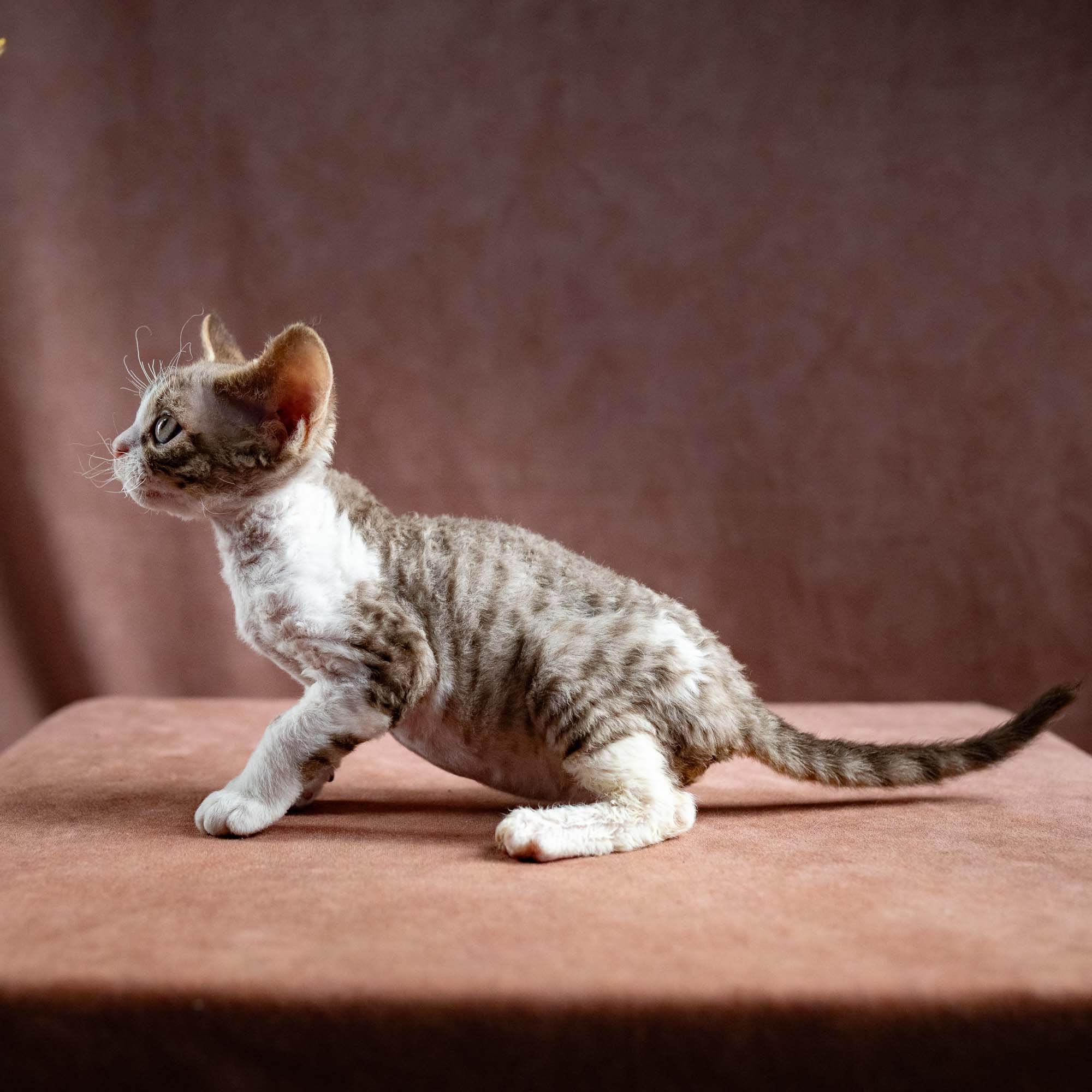Hugo, boy, born 04.20.25. Devon Rex Pixie Cattery