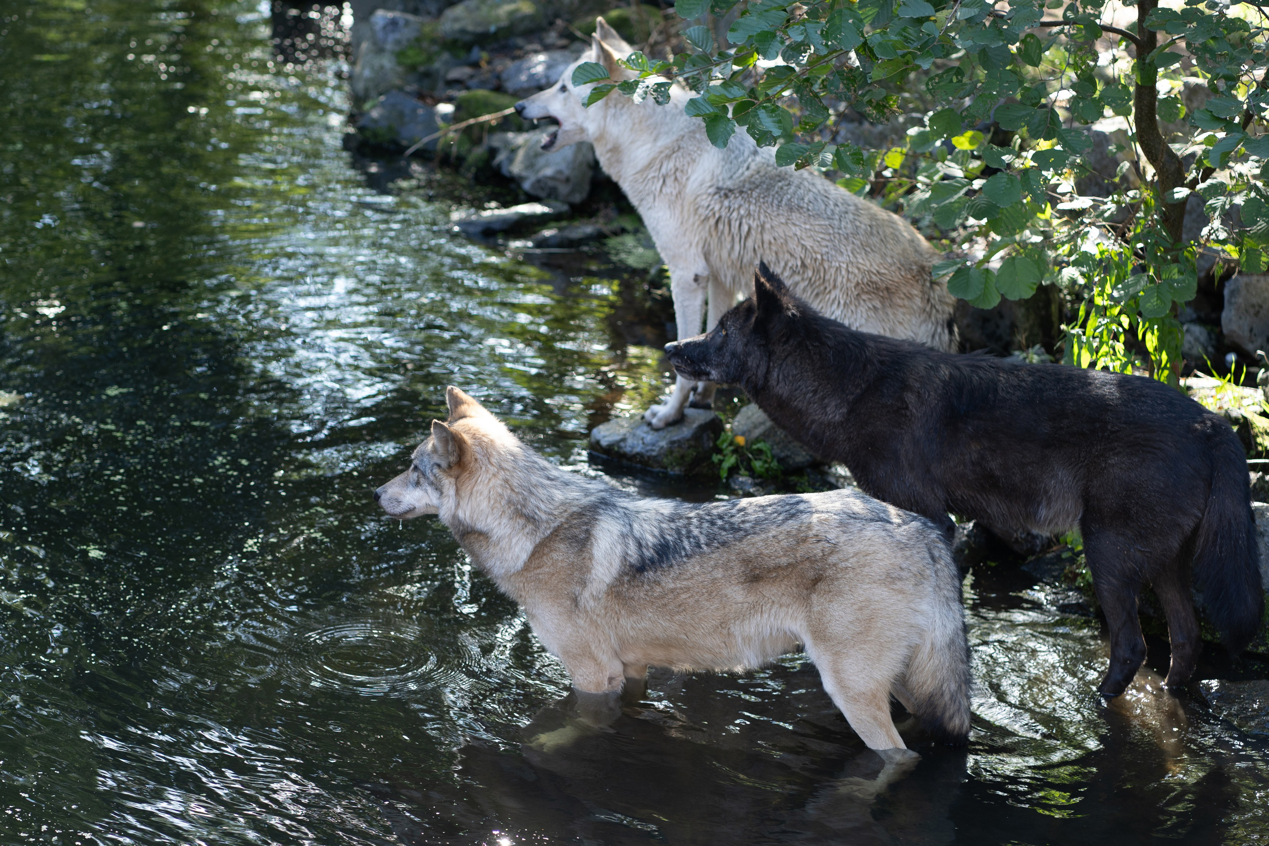 Tierwelt. Bürgerreporter & Amateurfotograf in Hannover