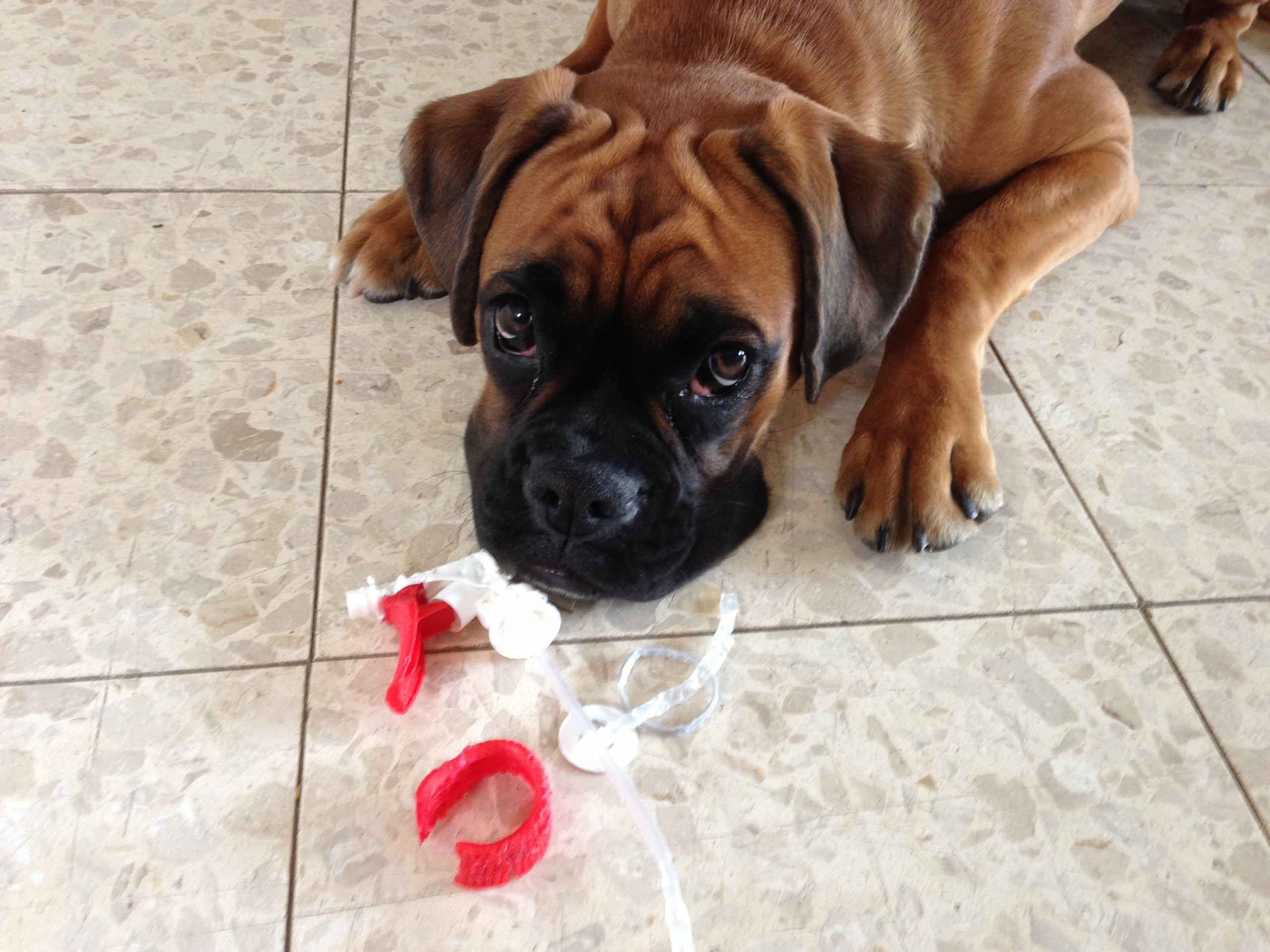 My ״Star״ Boxer Dog