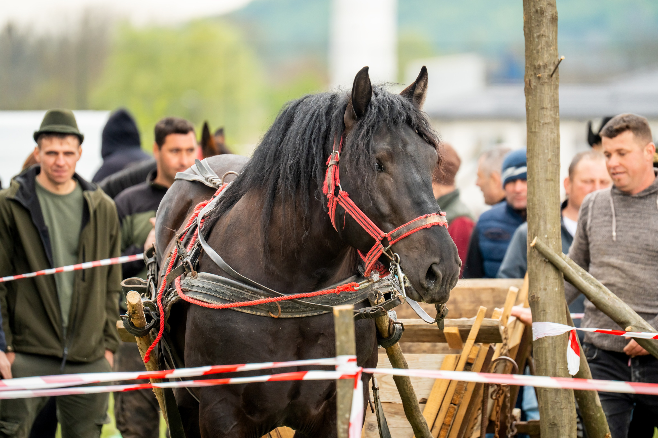 Concurs Ecvestru Vărbilău ediția a 4-a. Mihai Alexandra Events