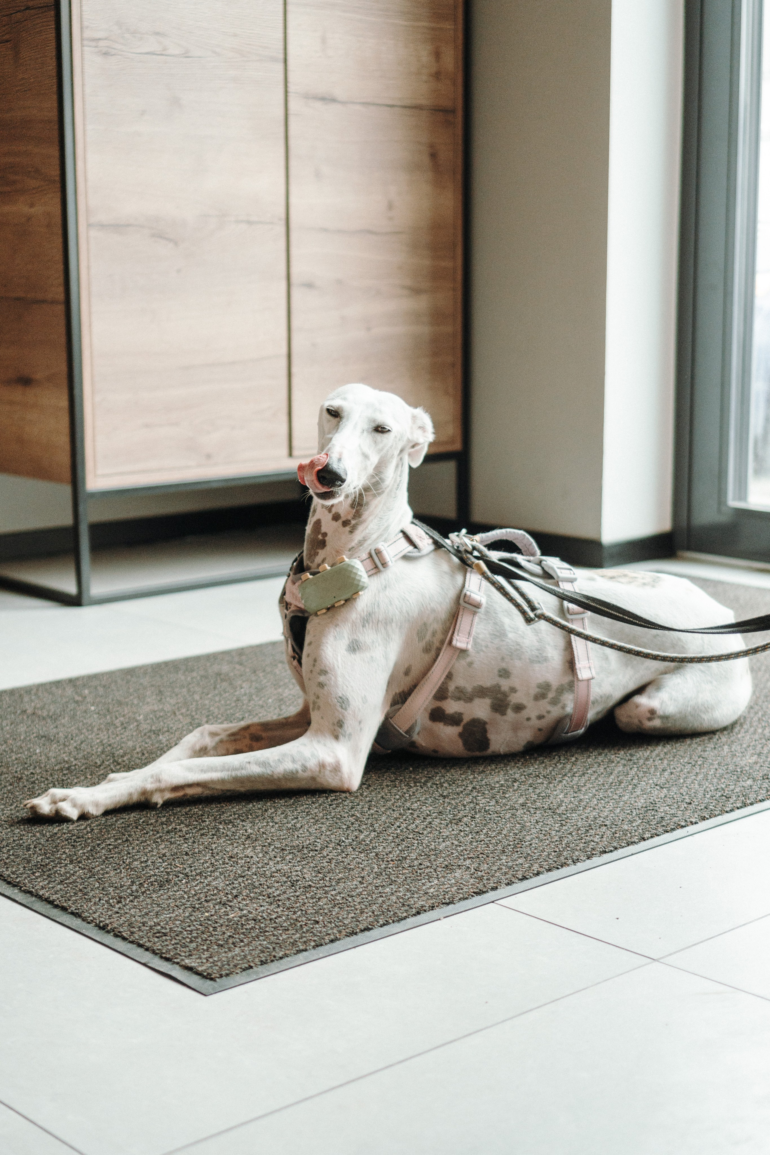 GalgoTreff / Mia Pagar 1 may, 2025. Kat Laisaar — Pet photographer in Tallinn