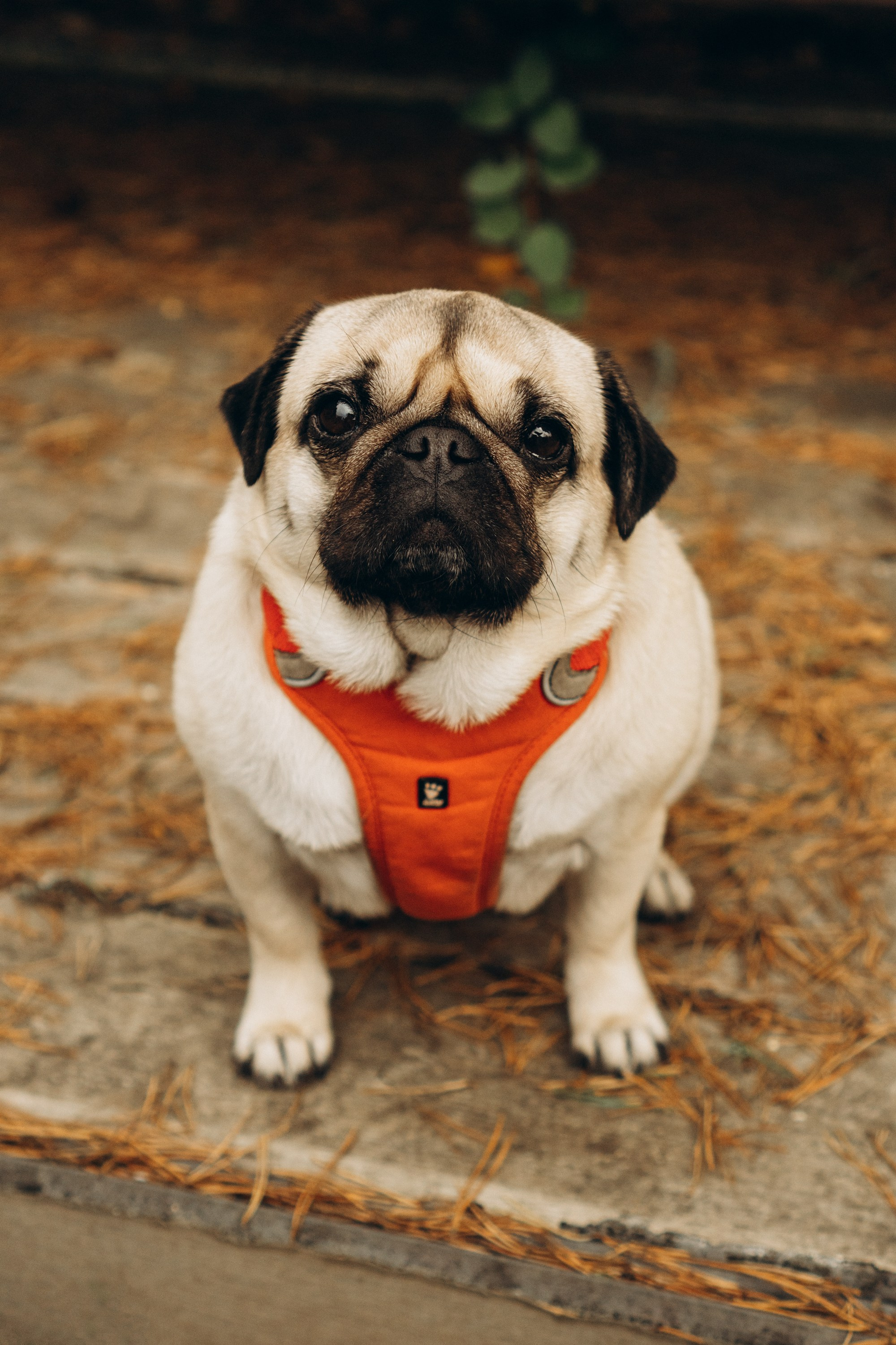 Jelena and her Sandy, Pug and Katja and her Safiir, Cardigan Welsh Corgi. Kat Laisaar — Pet photographer in Tallinn