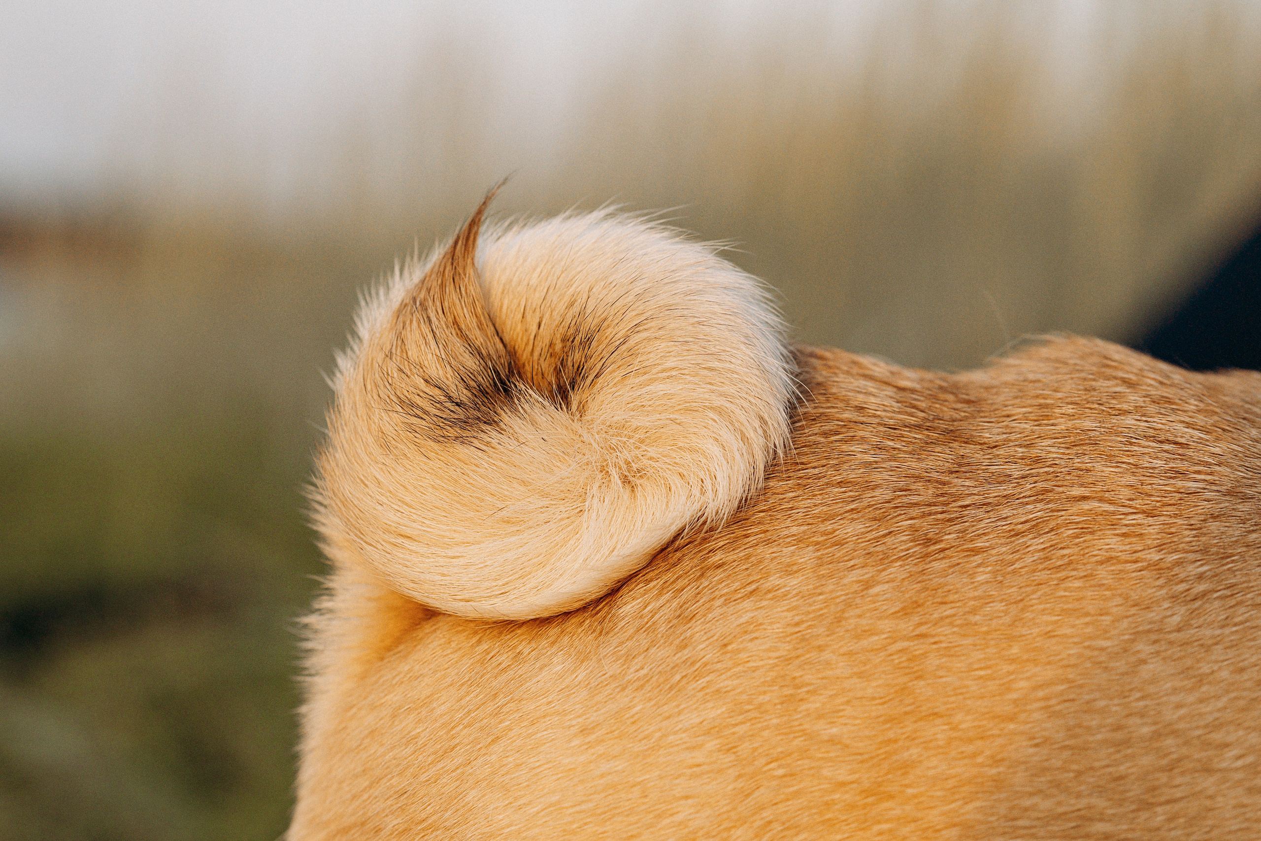 Frank, Tony, Katerina & Lev. Kat Laisaar — Pet photographer in Tallinn