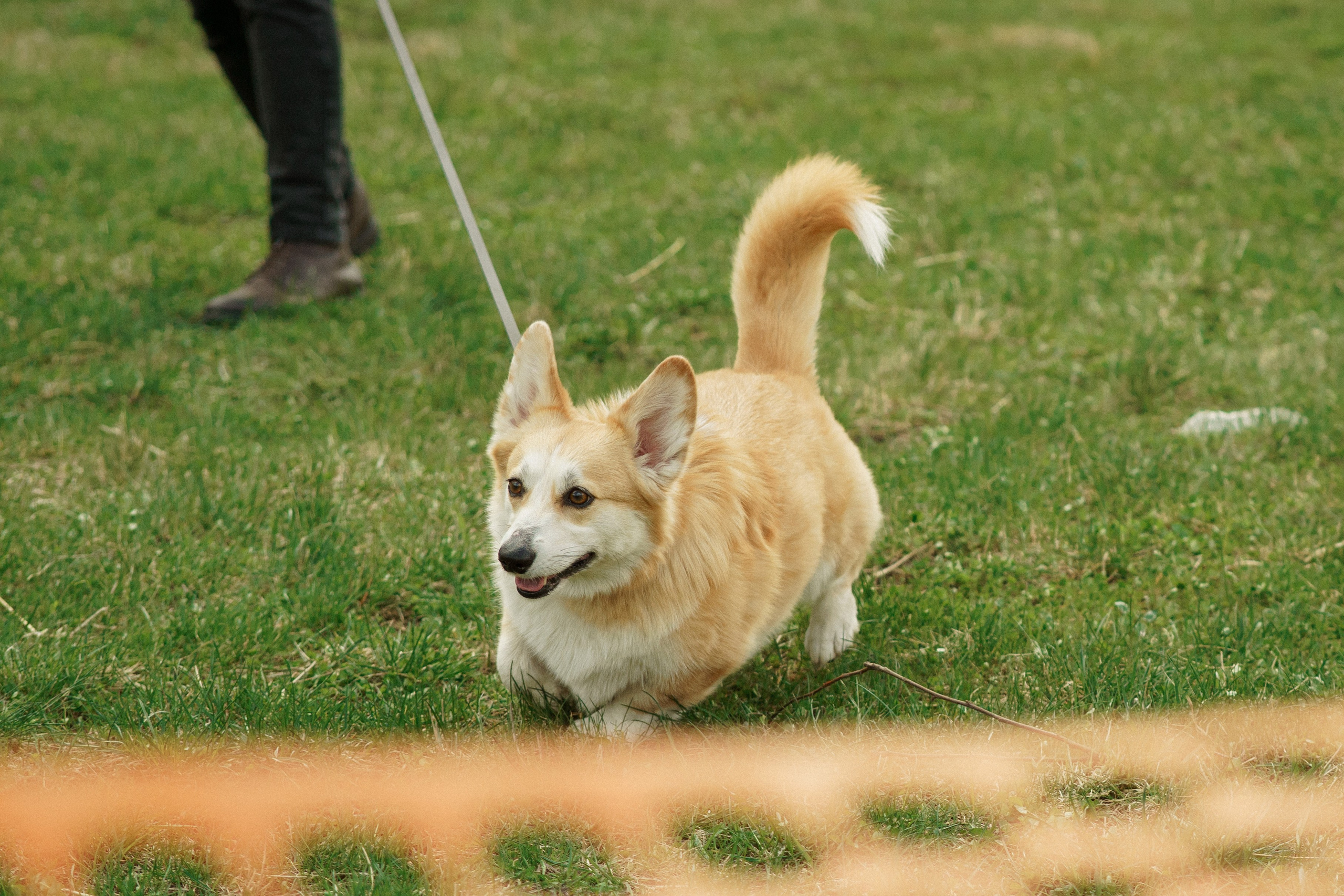 Herding Days, 26 apr. 2025. Kat Laisaar — Pet photographer in Tallinn