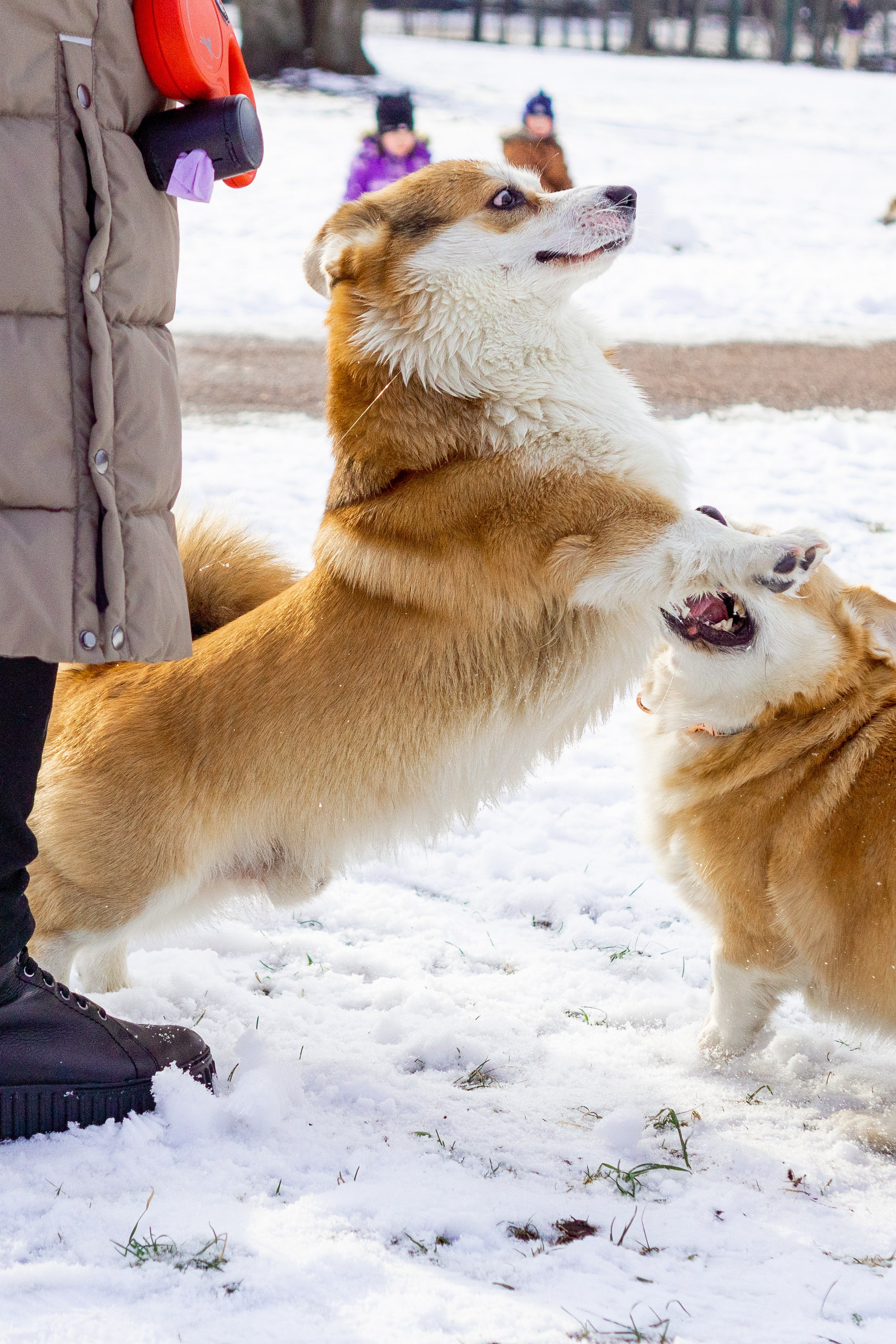 Corgi party, 23 feb. 2025. Kat Laisaar — Pet photographer in Tallinn