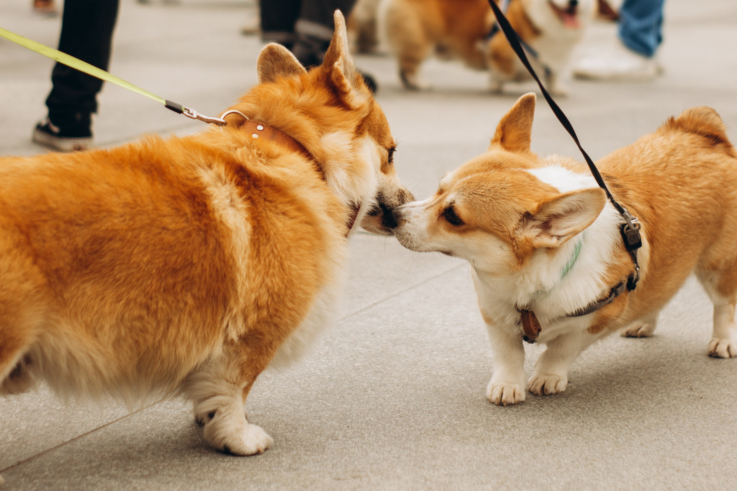 Corgi party, september. Kat Laisaar — Pet photographer in Tallinn