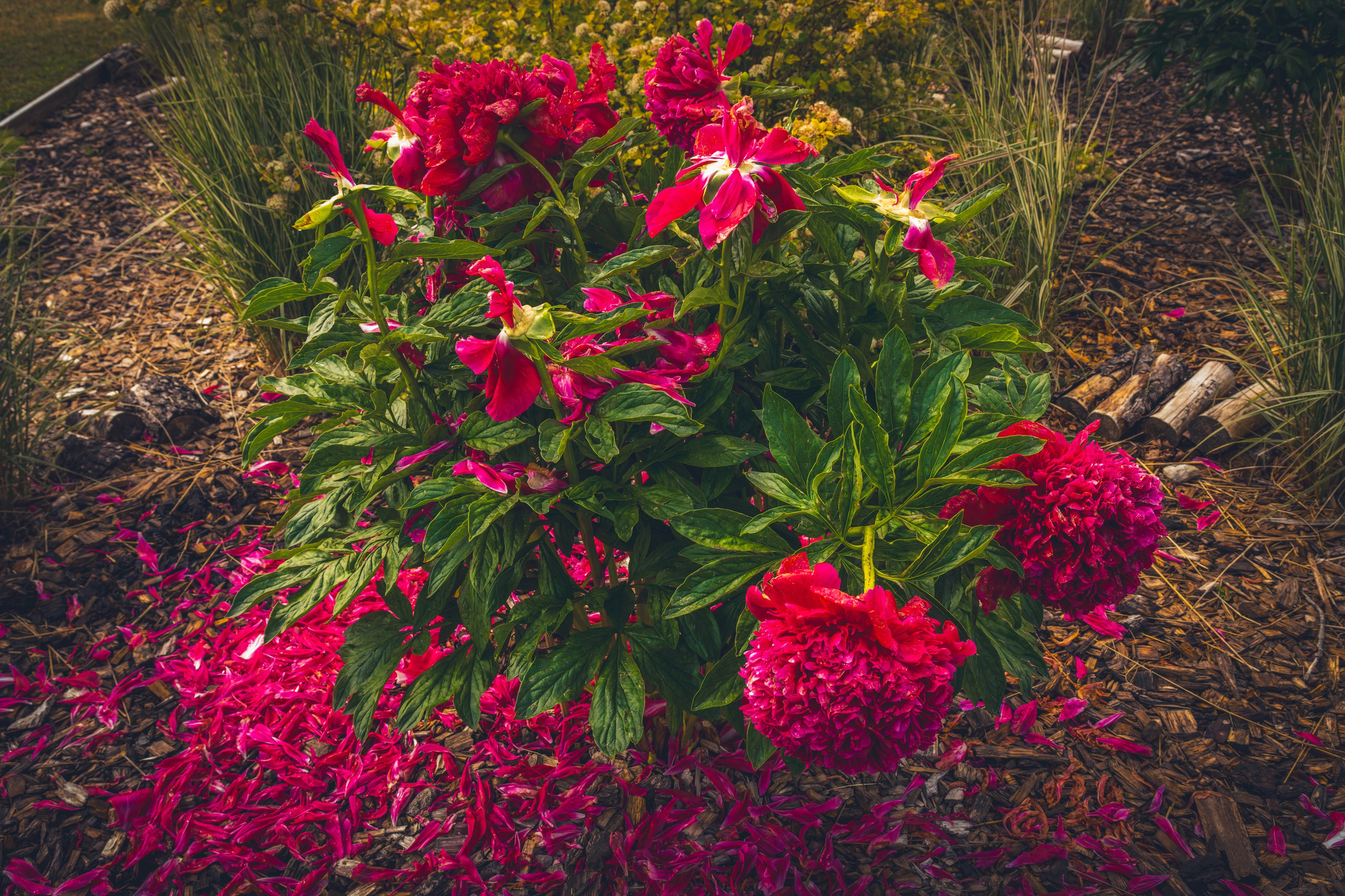 Saarema, reis. Nebula 25 — Fotod teie hingele