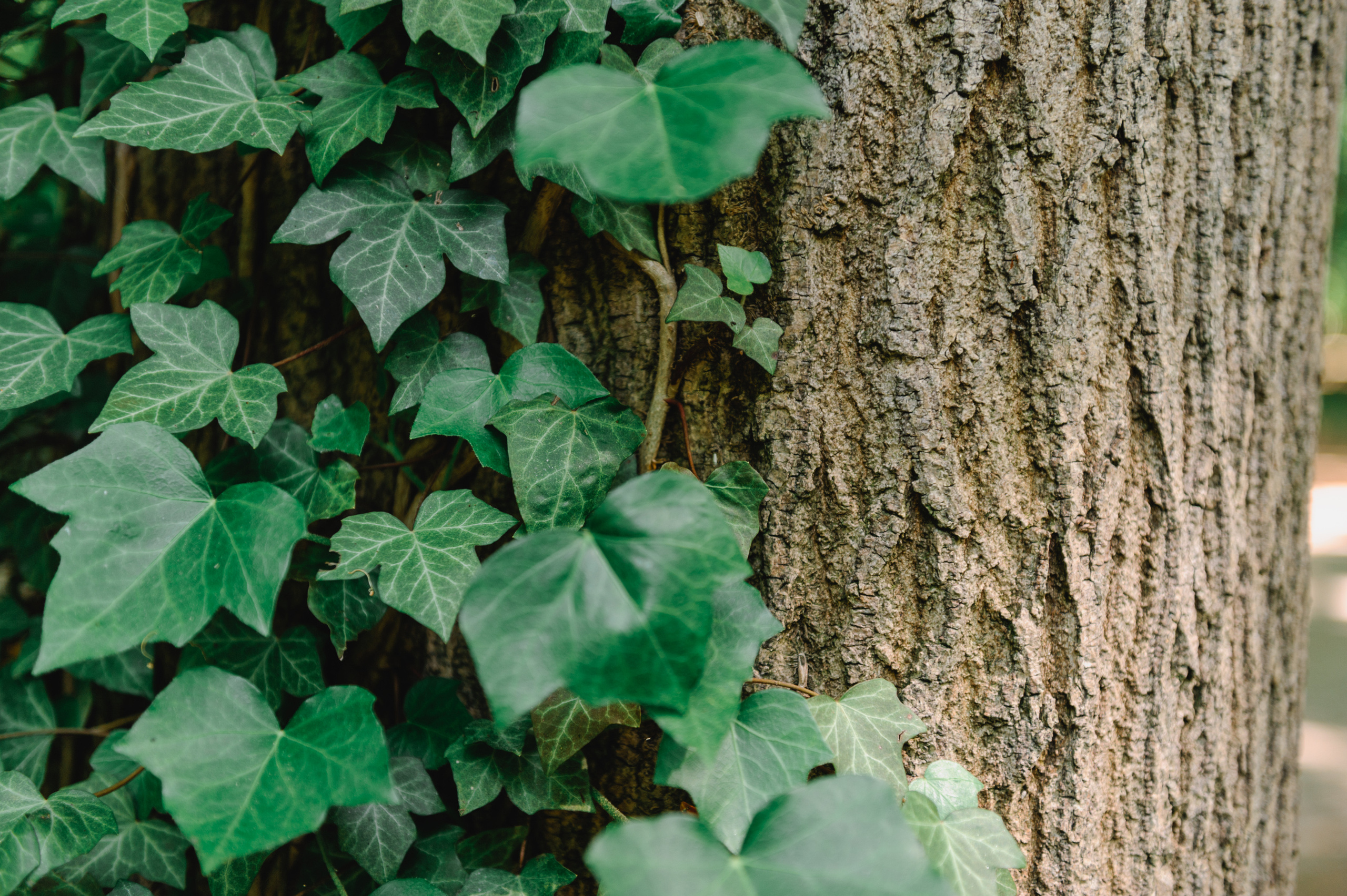 Green ivy on a tree trunk in Lazienki Park in Warsaw.