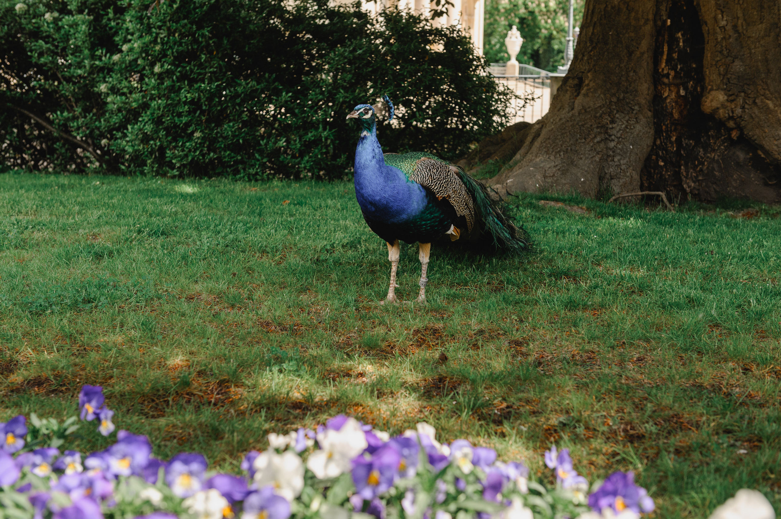 A peacock in Lazienki Park in Warsaw.