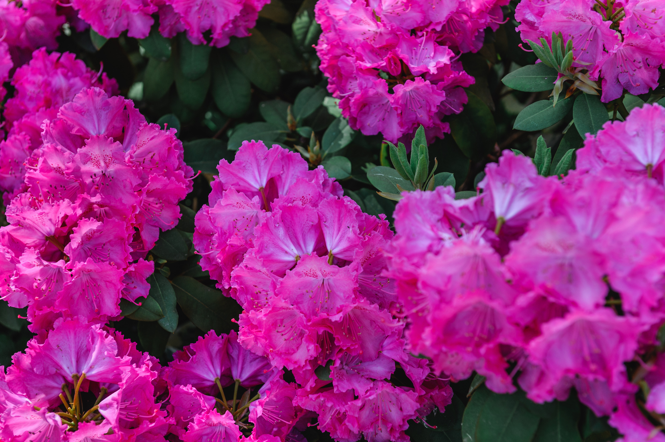 Flowers in Lazienki Park in Warsaw.
