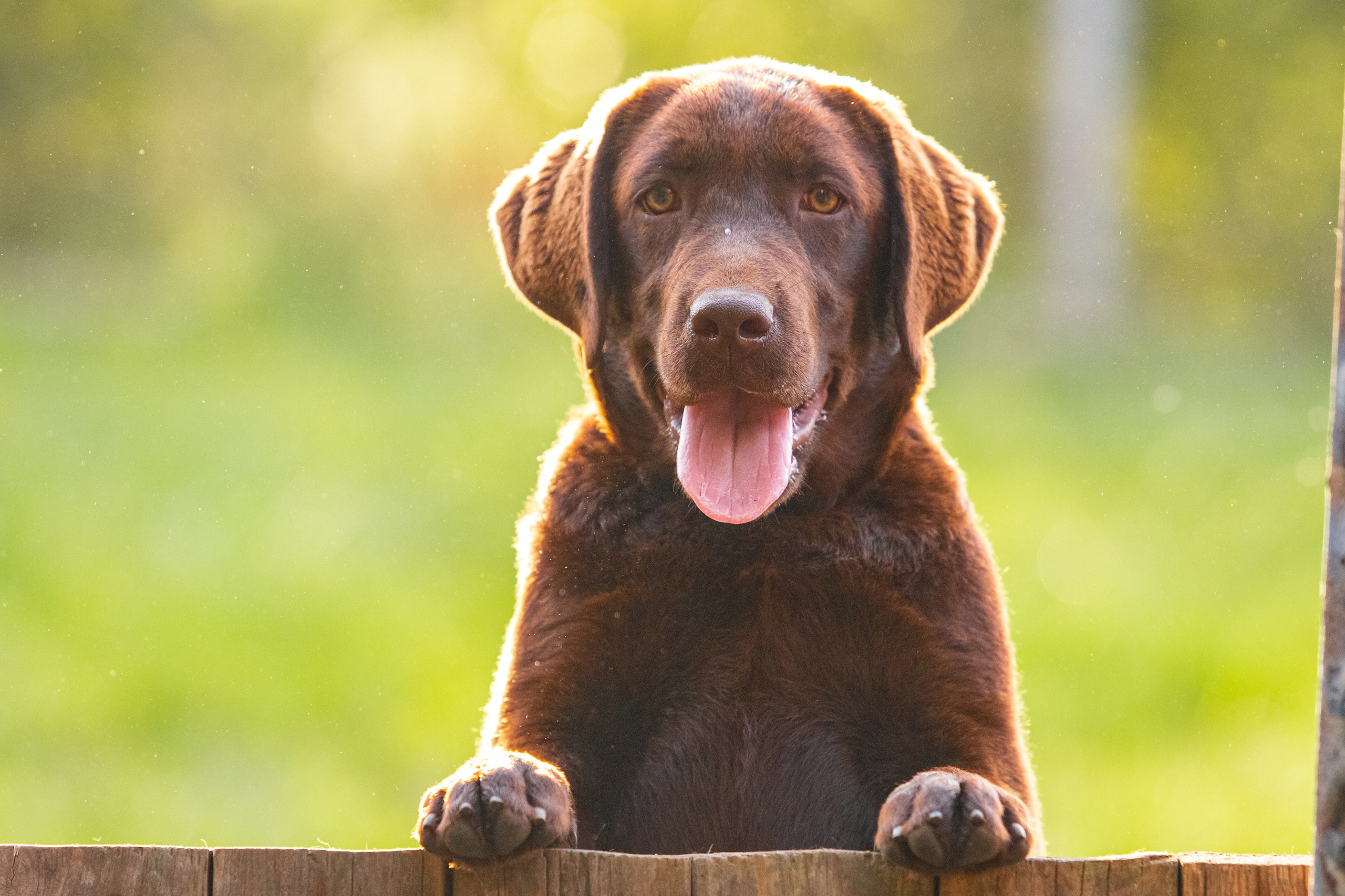 Шоколадний лабрадор ретривер