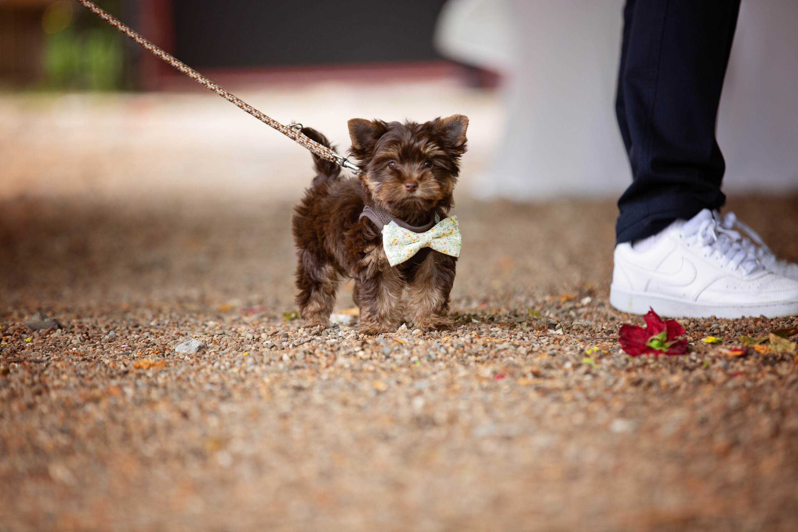Hochzeit. Oxana Gruber Fotograf