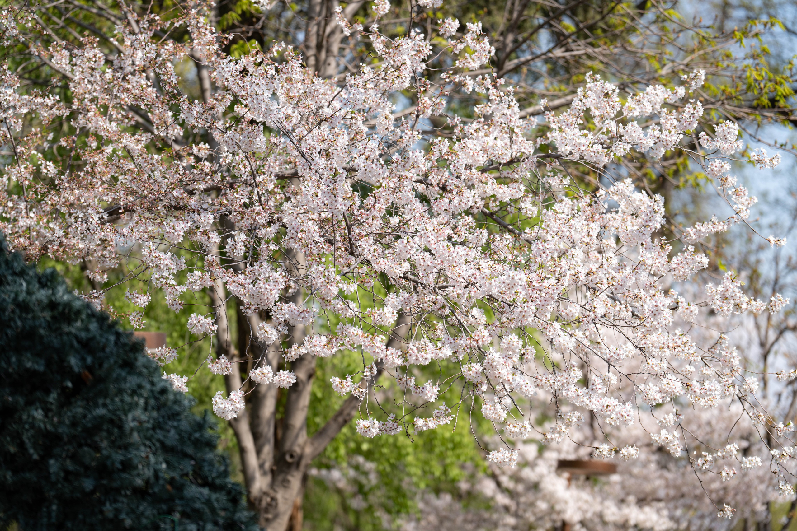 Весенний вайб Ташкента. Георгий Намазов | Фотограф в Ташкенте