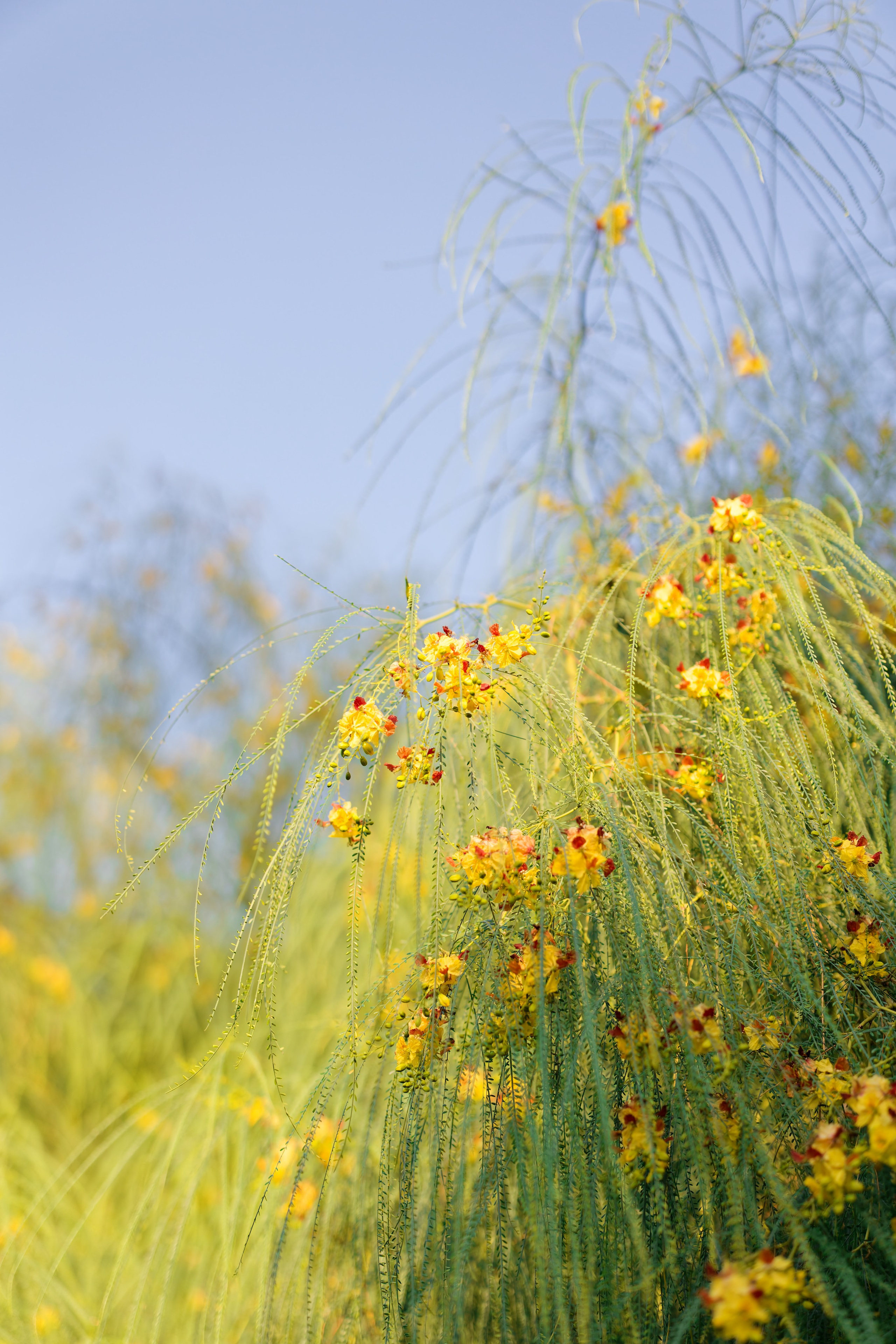 Haldi Ceremony & Mehndi Night & pre-wedding dinner, Barcelona