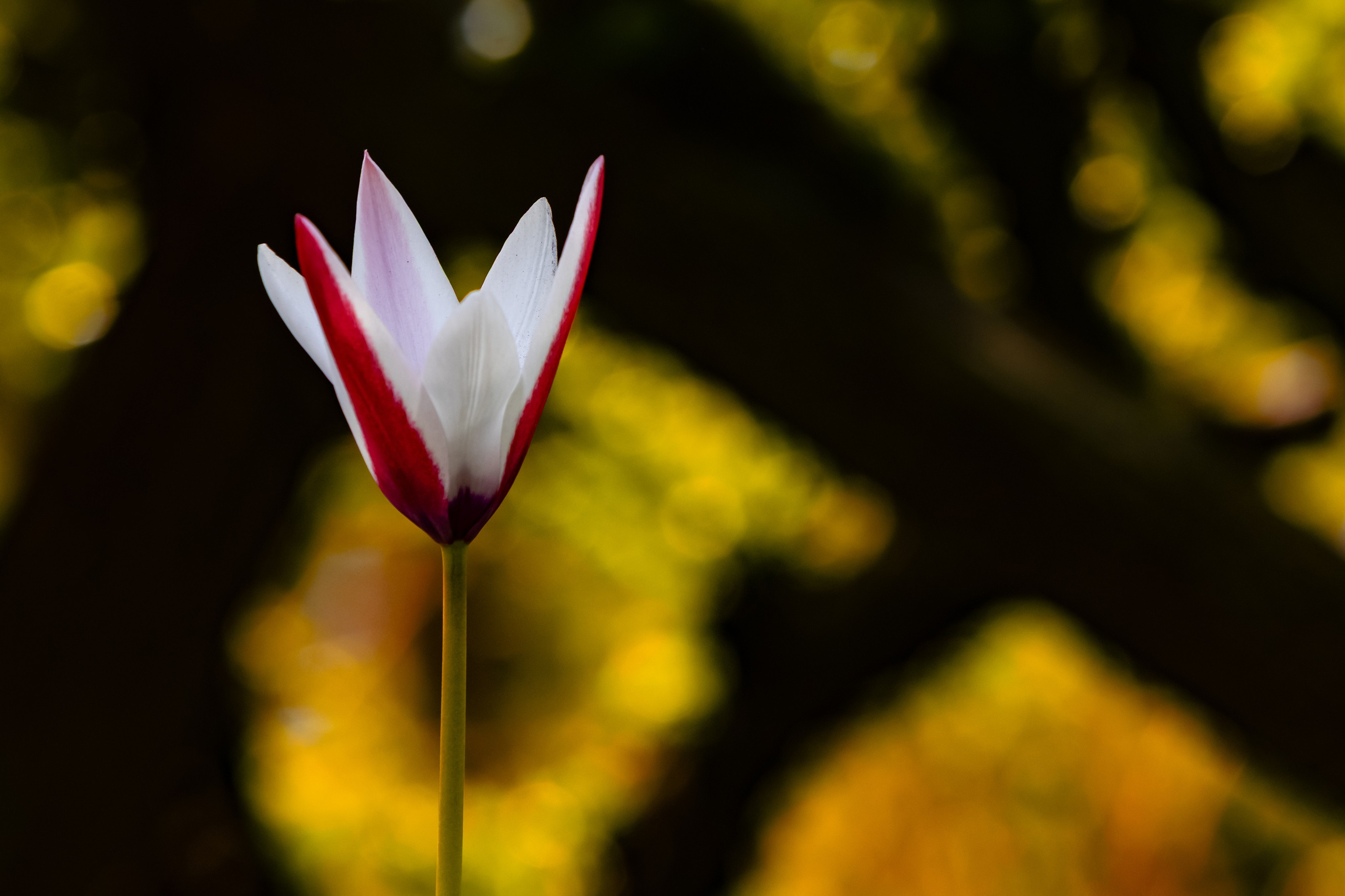 Portret bebeluș la botez realizat de Mitroi Iulian