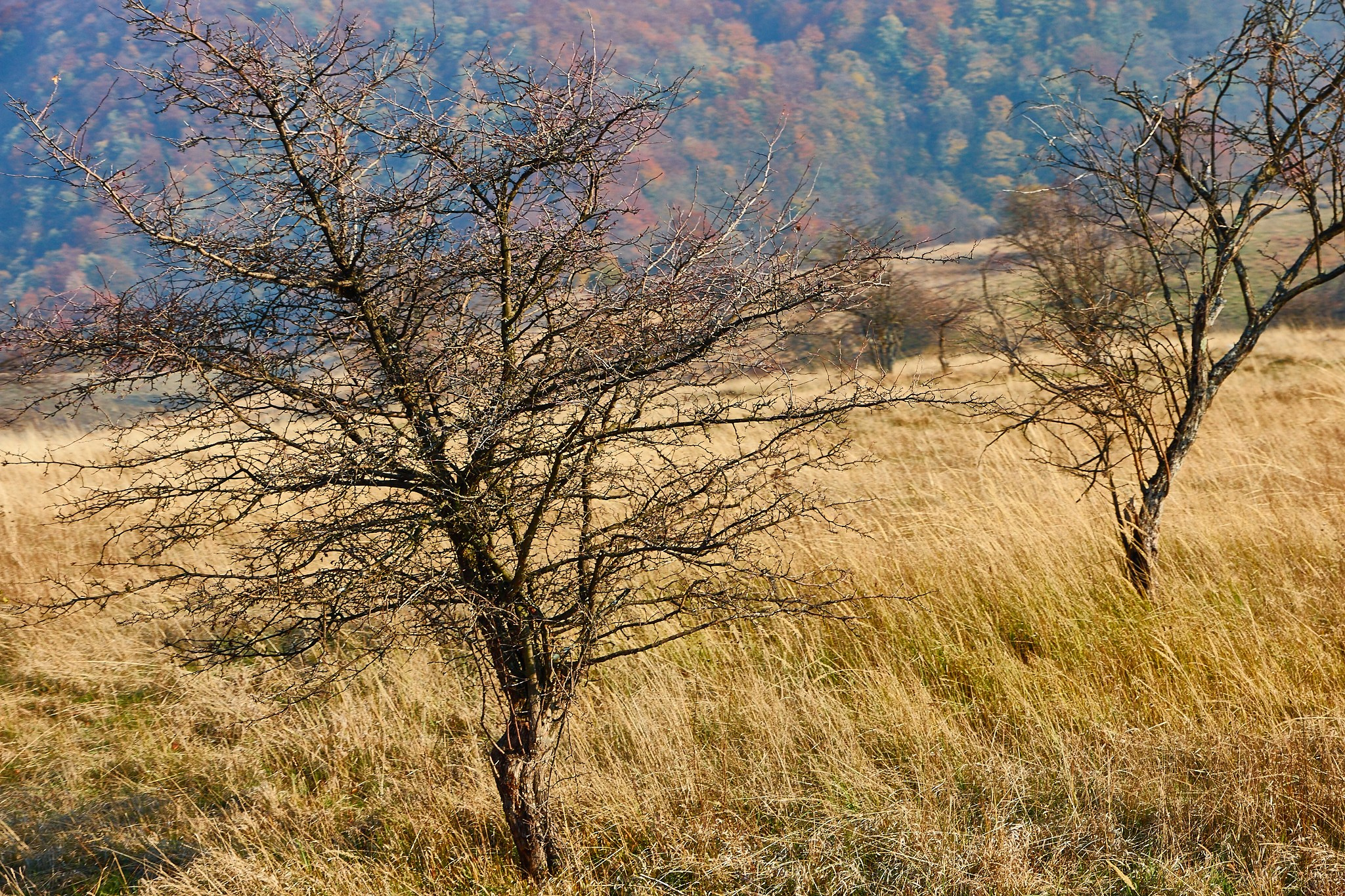 Toamna pe calea ferată Oravița-Anina, jud. Caraș-Severin. Pagina principală