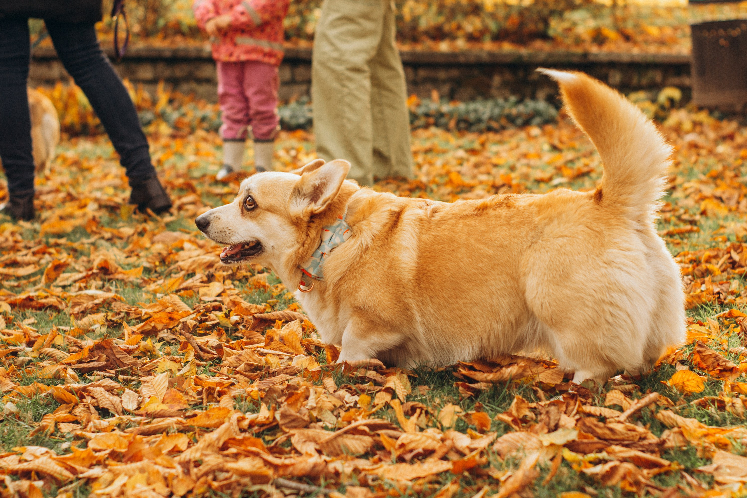 Corgi party, october. Kat Laisaar — Pet photographer in Tallinn
