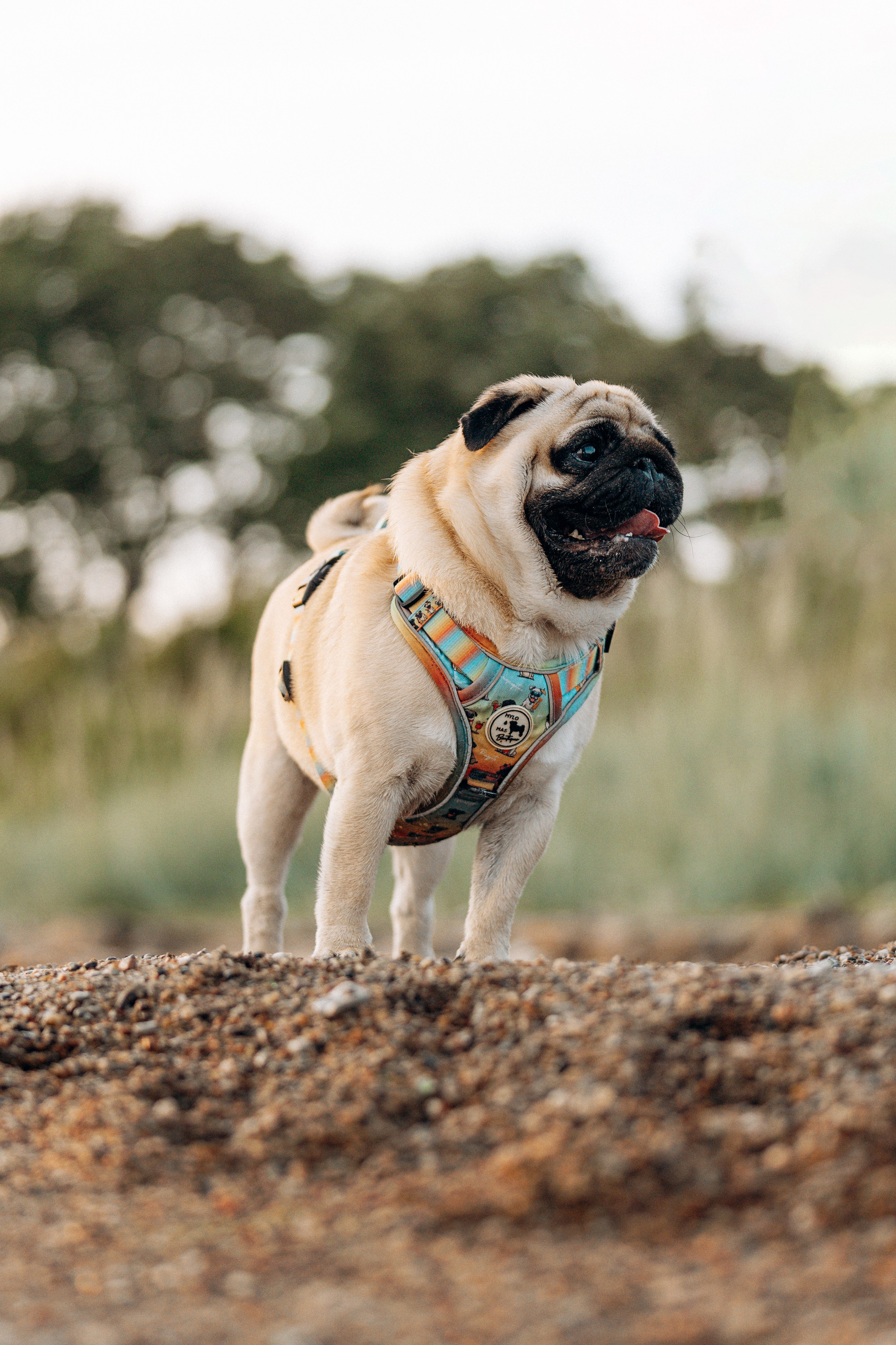 Frank, Tony, Katerina & Lev. Kat Laisaar — Pet photographer in Tallinn