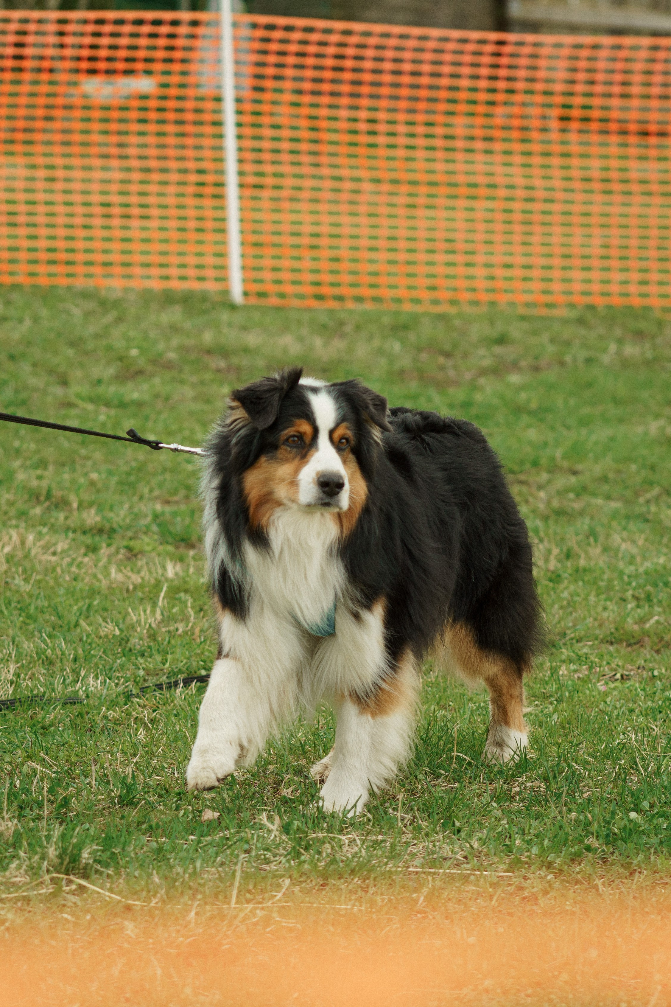 Herding Days, 26 apr. 2025. Kat Laisaar — Pet photographer in Tallinn
