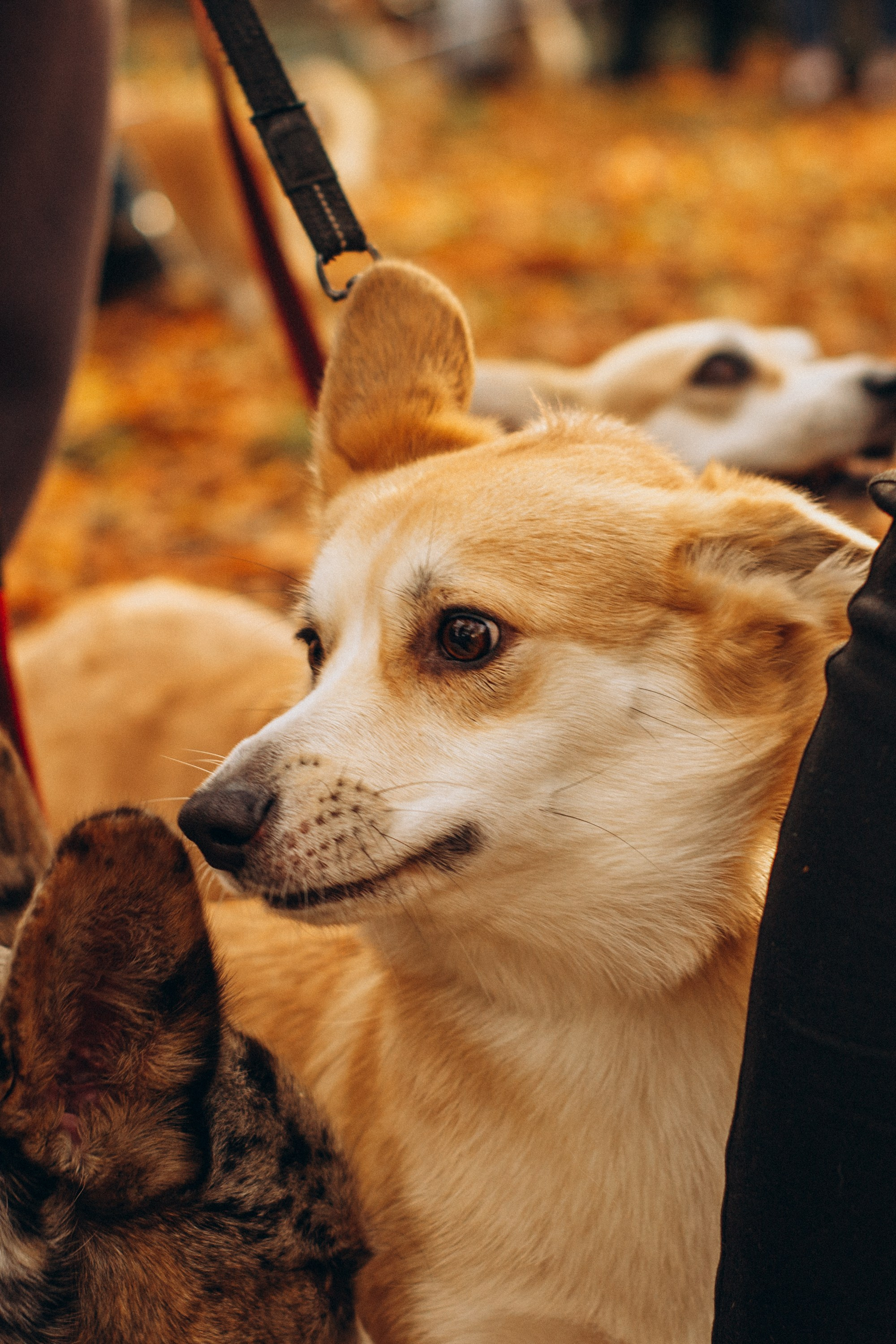 Corgi party, october. Kat Laisaar — Pet photographer in Tallinn