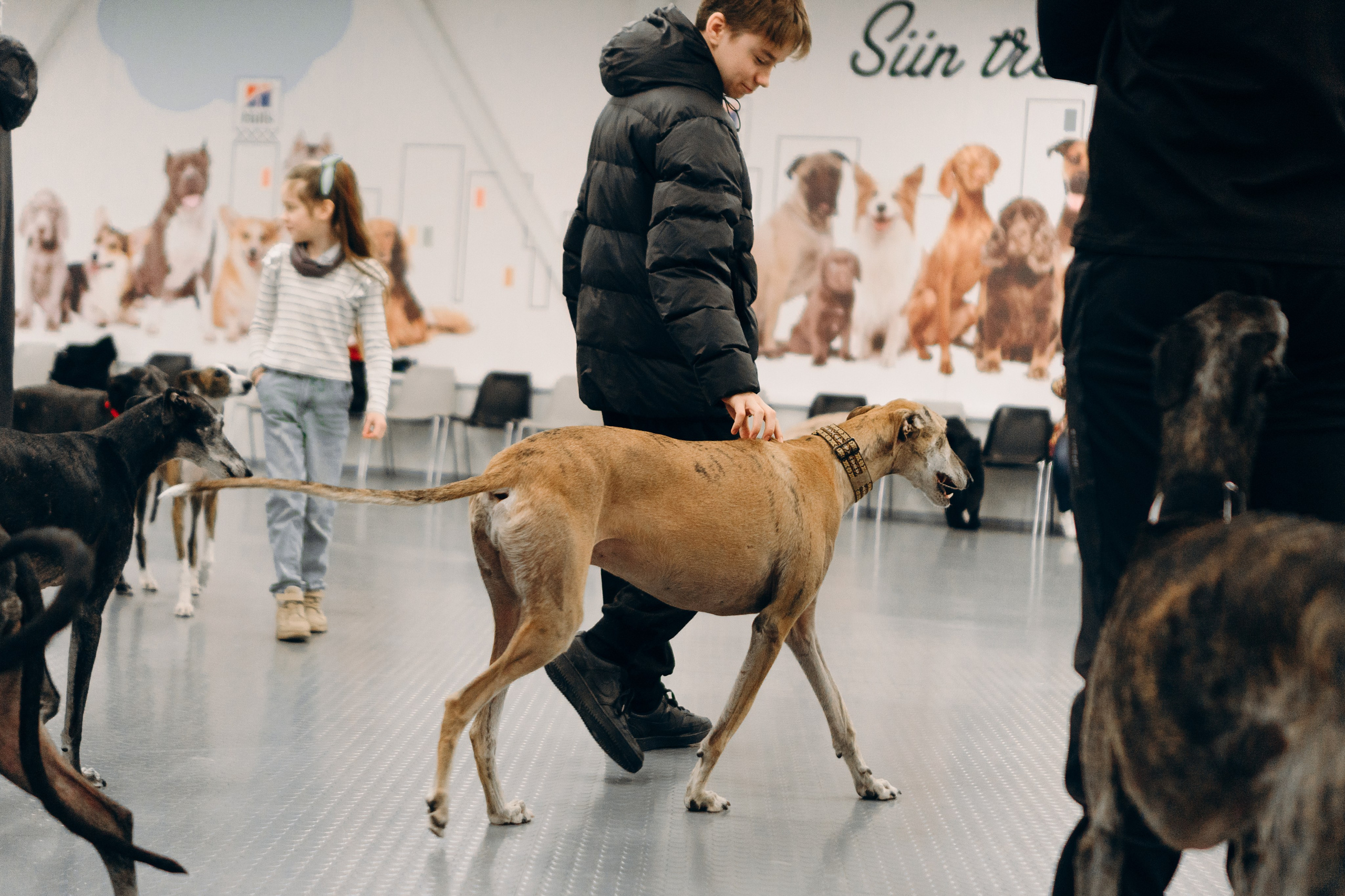 GalgoTreff / PetCity Rannamõisa, 13 apr. 2025. Kat Laisaar — Pet photographer in Tallinn