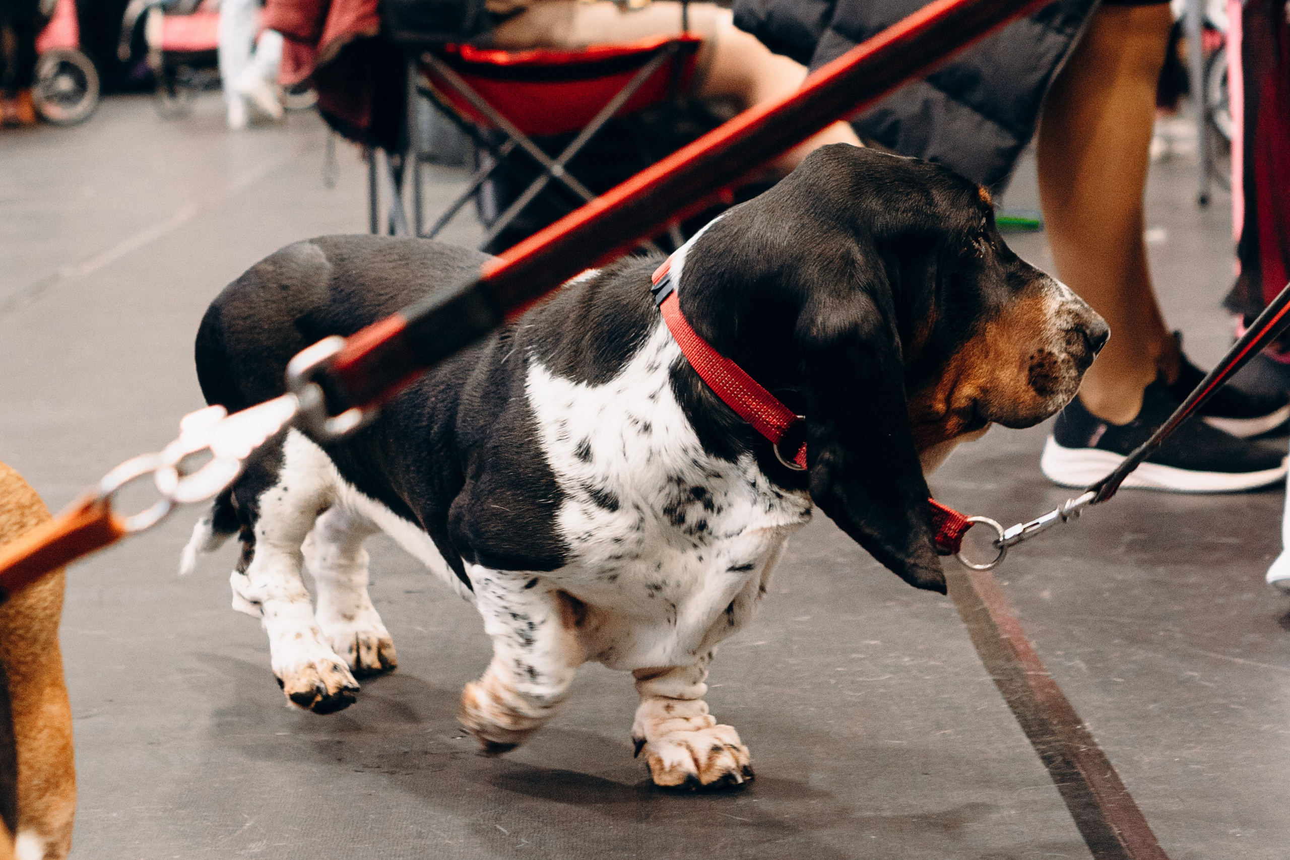 Pärnu dog weekend photo report. Kat Laisaar — Pet photographer in Tallinn